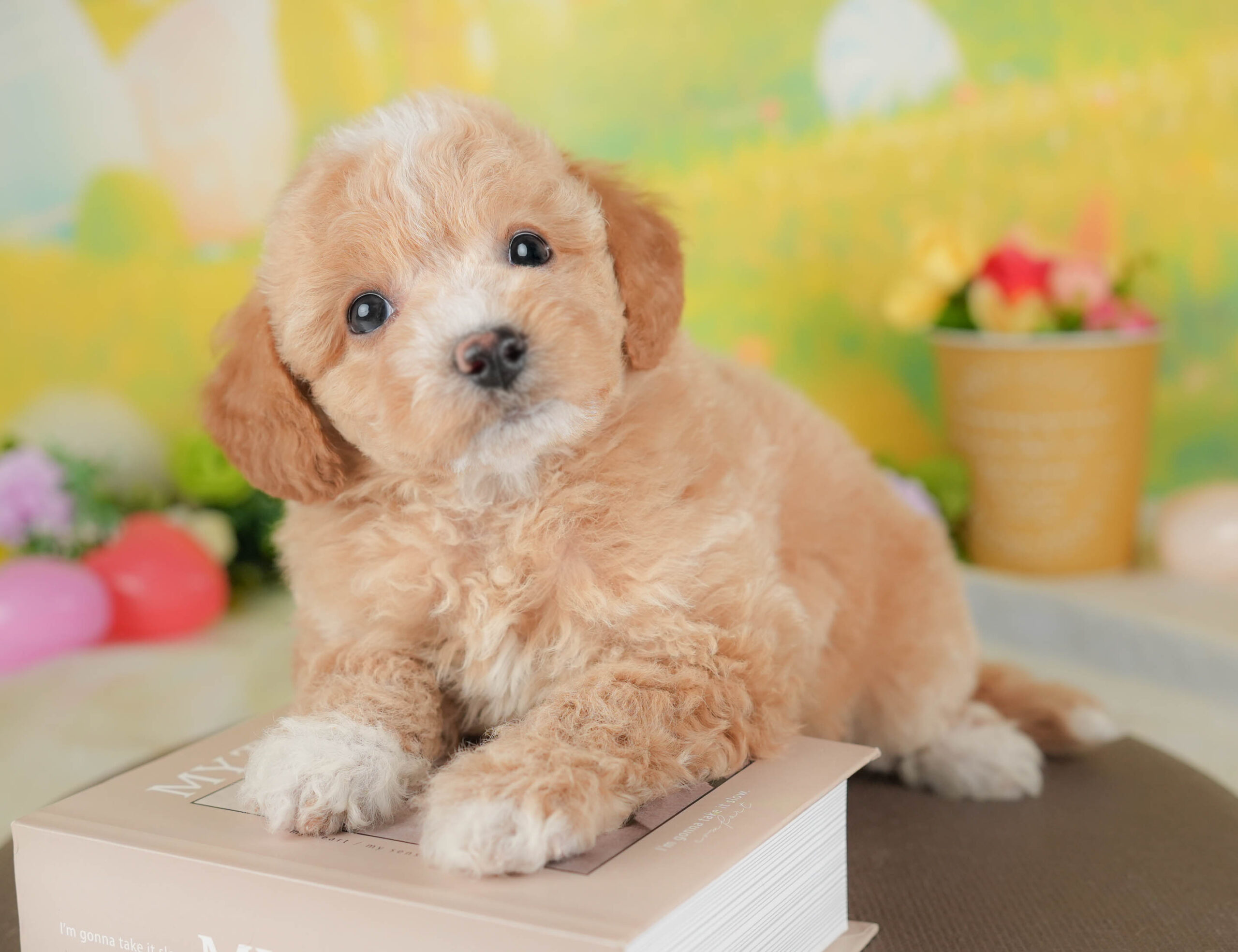 ビションプー | 女の子 | アプリコット&ホワイト | 2025年12月28日