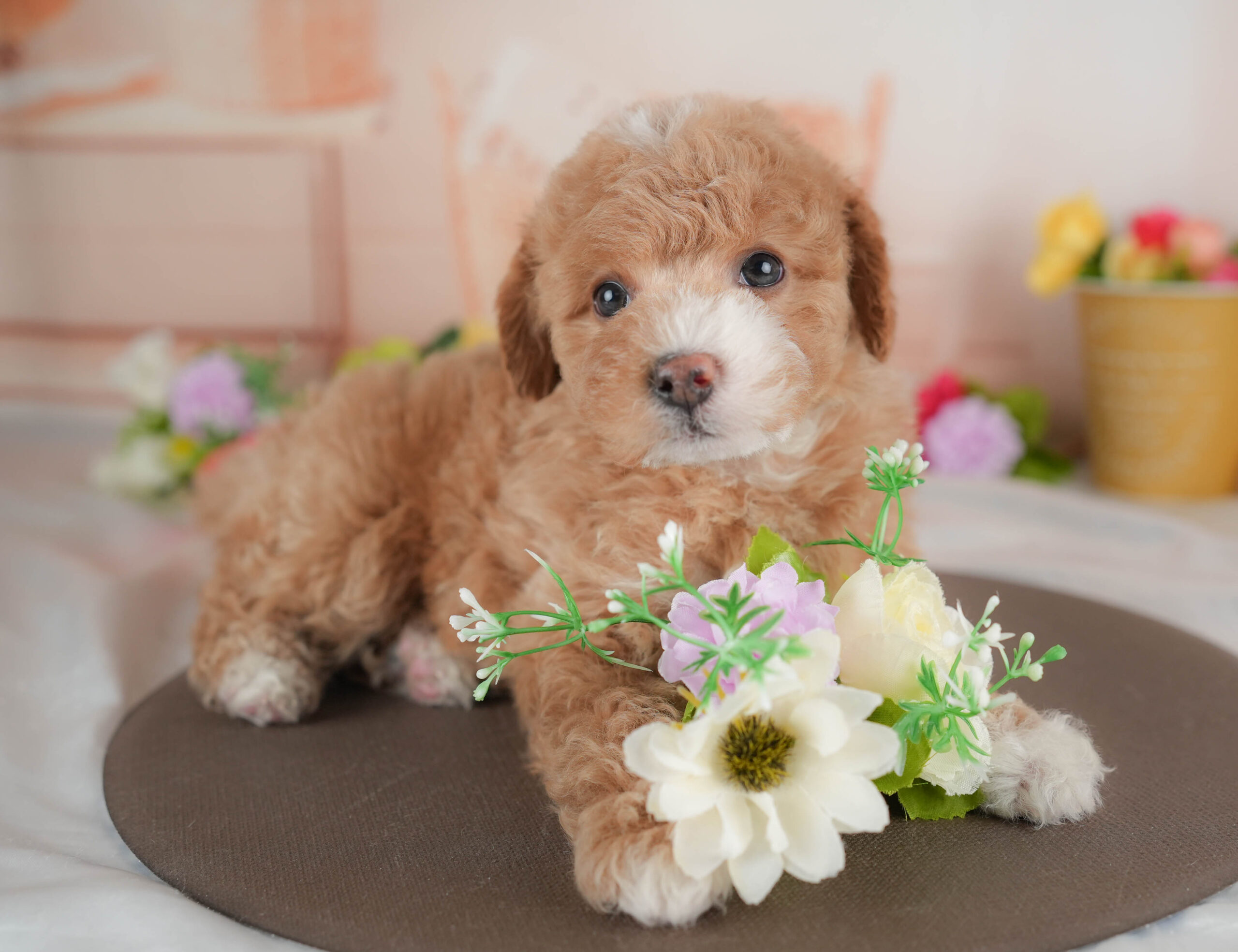 ビションプー | 女の子 | アプリコット＆ホワイト | 2025年12月28日