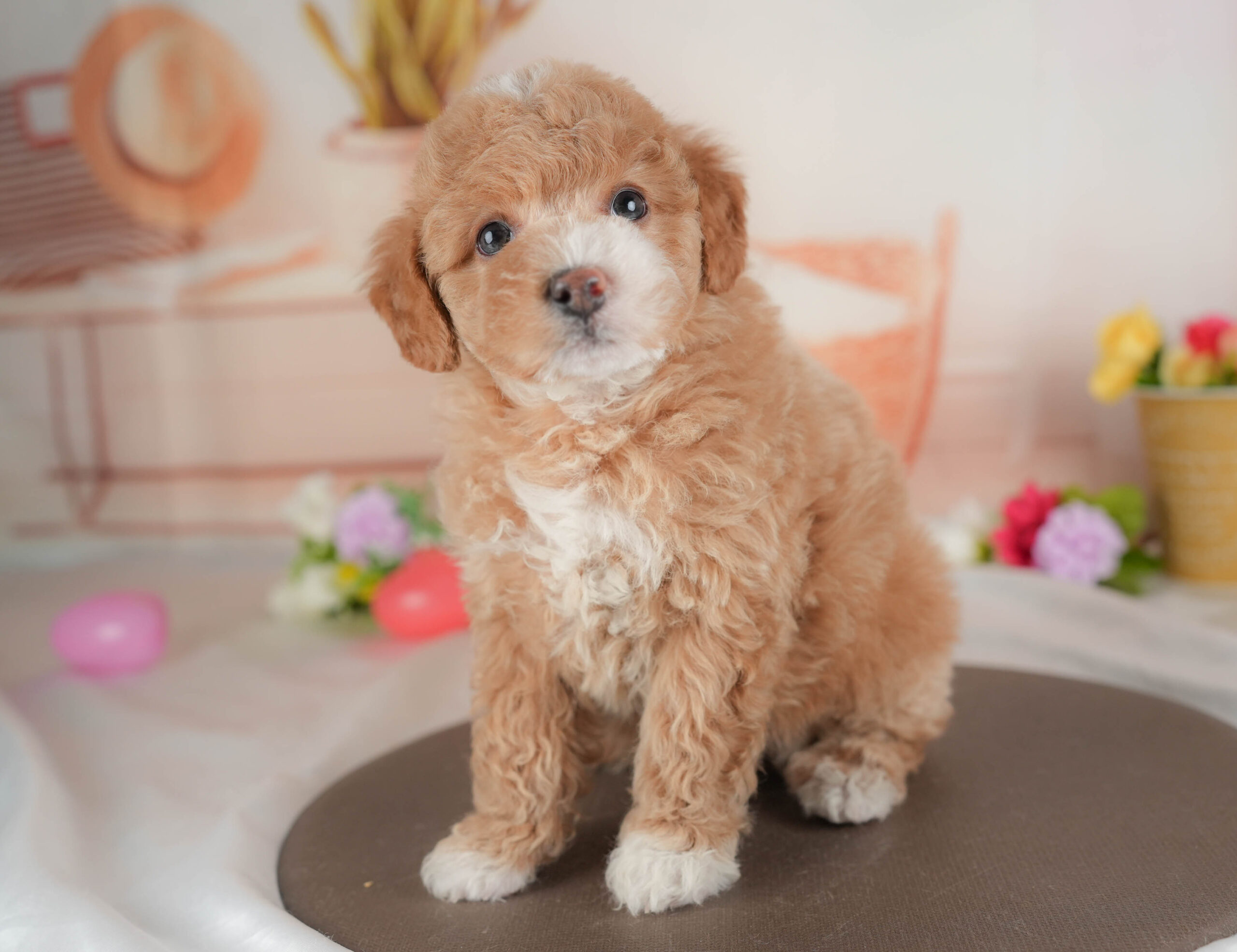 ビションプー | 女の子 | アプリコット＆ホワイト | 2025年12月28日