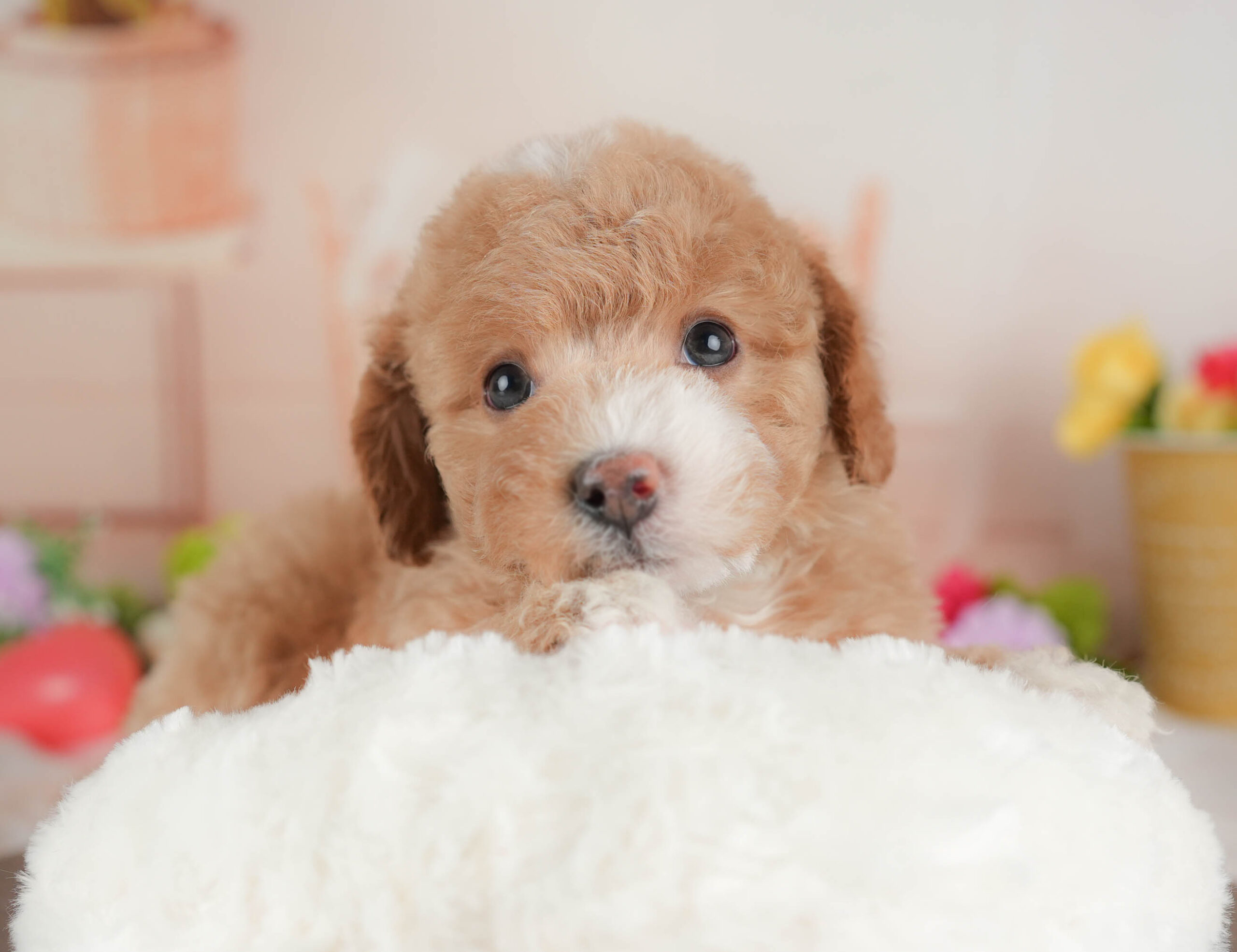 ビションプー | 女の子 | アプリコット＆ホワイト | 2025年12月28日