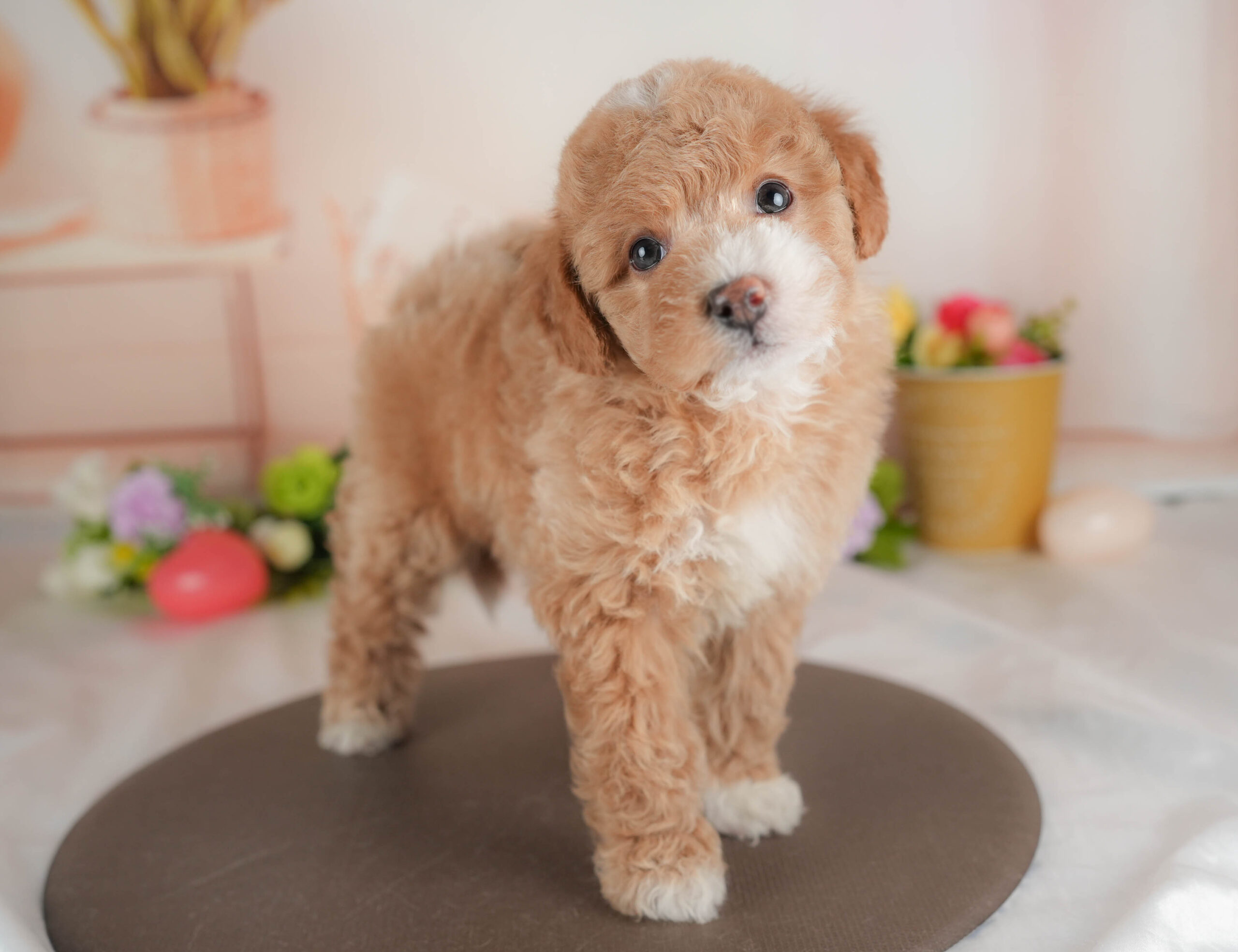 ビションプー | 女の子 | アプリコット＆ホワイト | 2025年12月28日