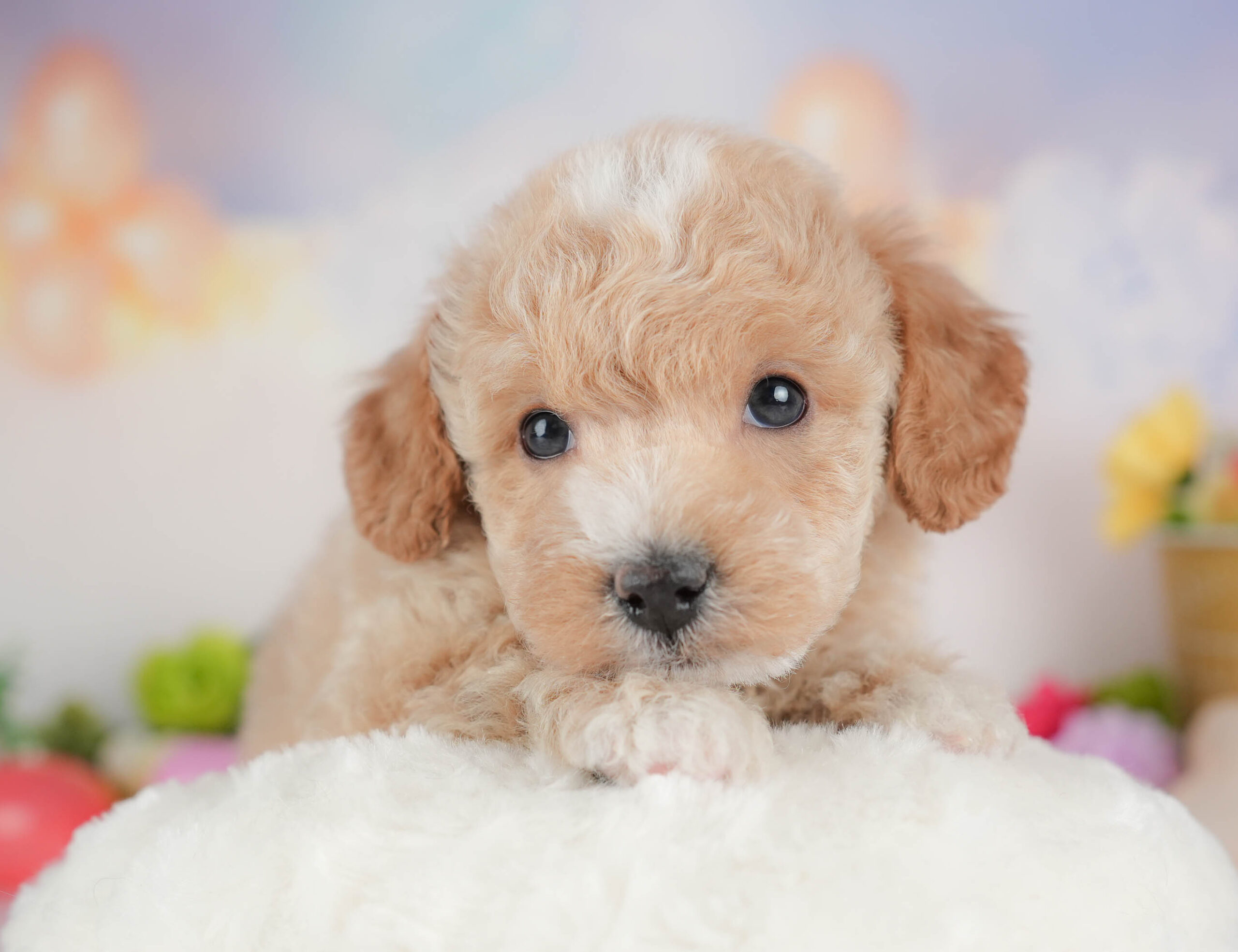 ビションプー | 男の子 | アプリコット＆ホワイト | 2025年12月28日