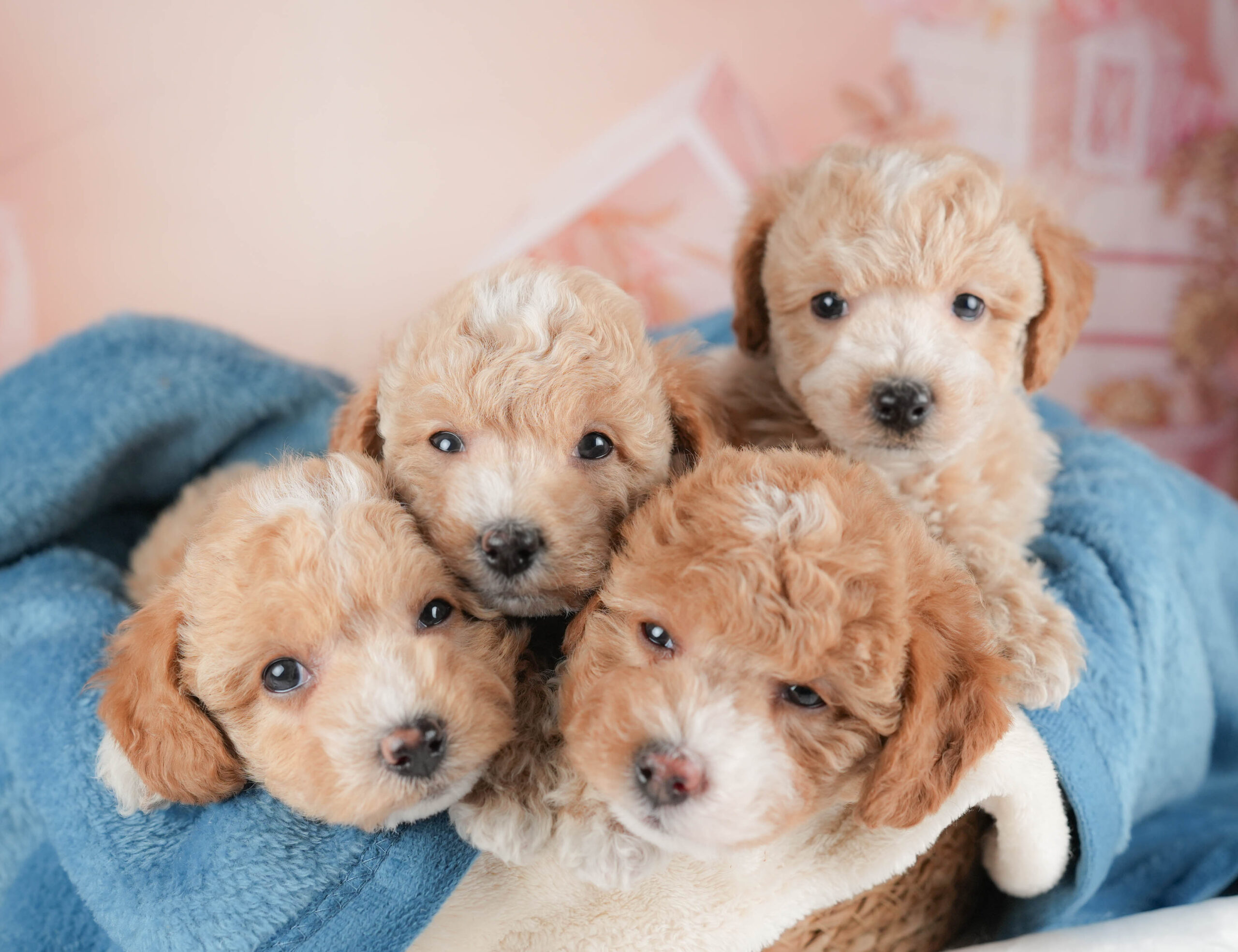 ビションプー | 男の子 | アプリコット＆ホワイト | 2025年12月28日