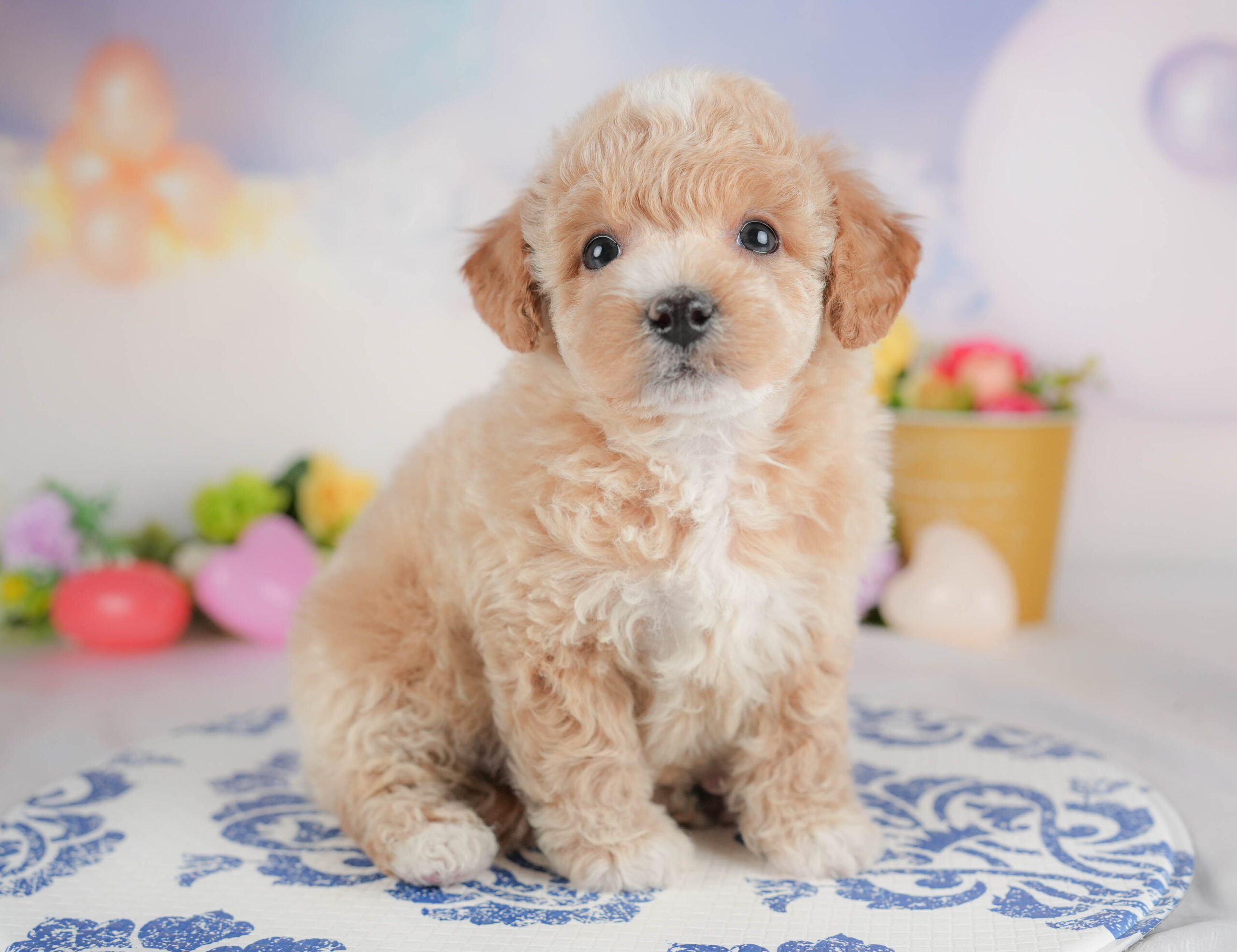 ビションプー | 男の子 | アプリコット＆ホワイト | 2025年12月28日