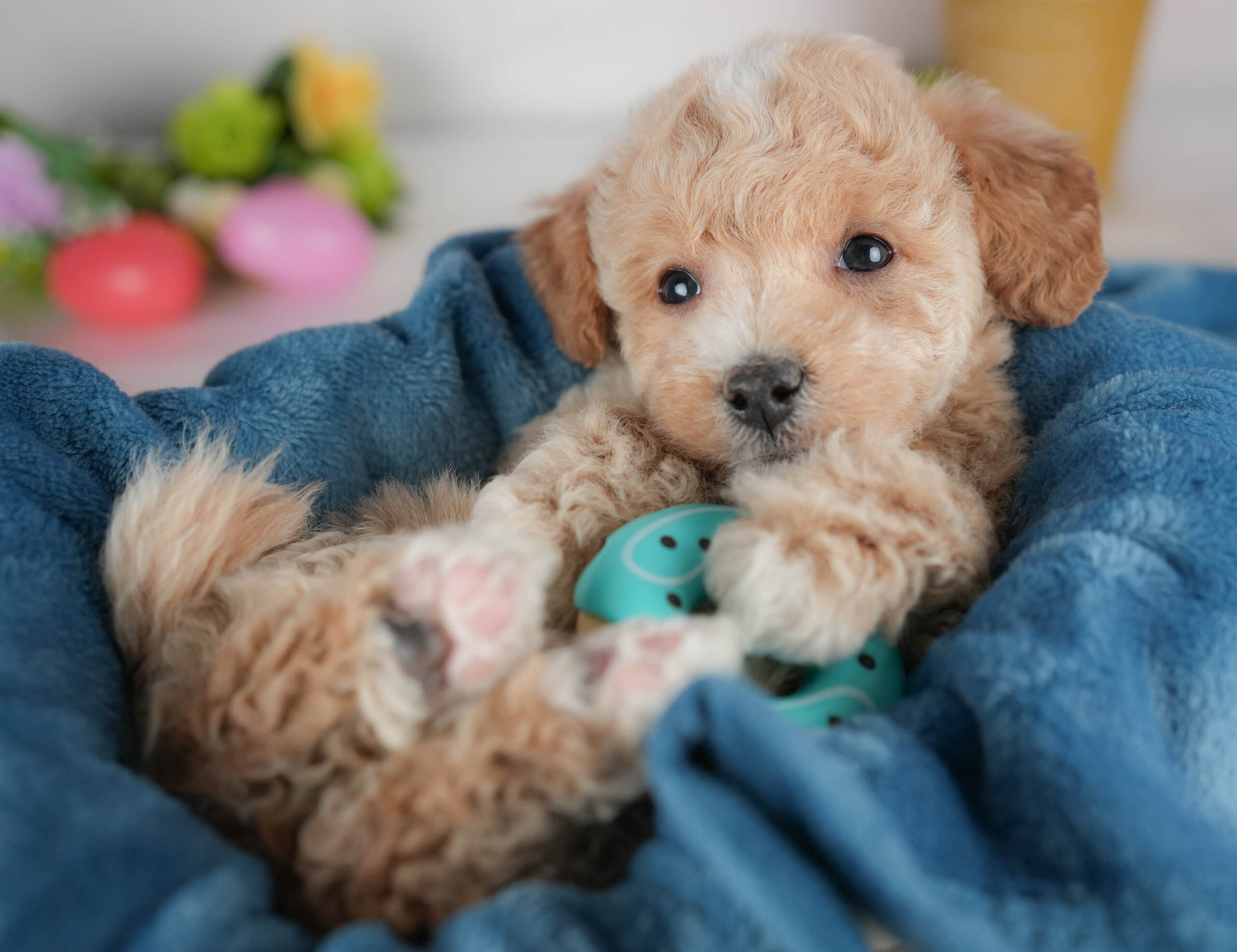 ビションプー | 男の子 | アプリコット＆ホワイト | 2025年12月28日