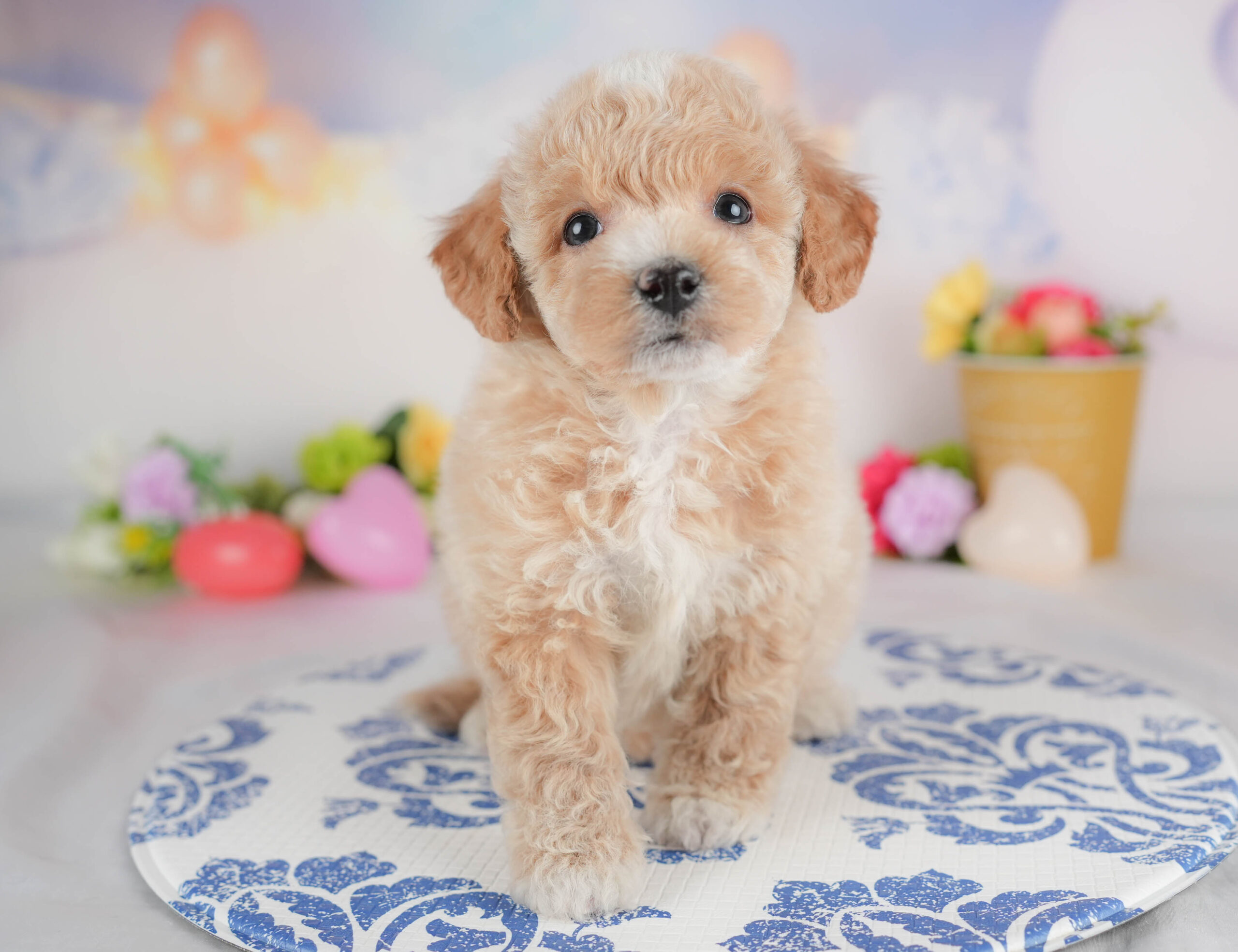 ビションプー | 男の子 | アプリコット＆ホワイト | 2025年12月28日