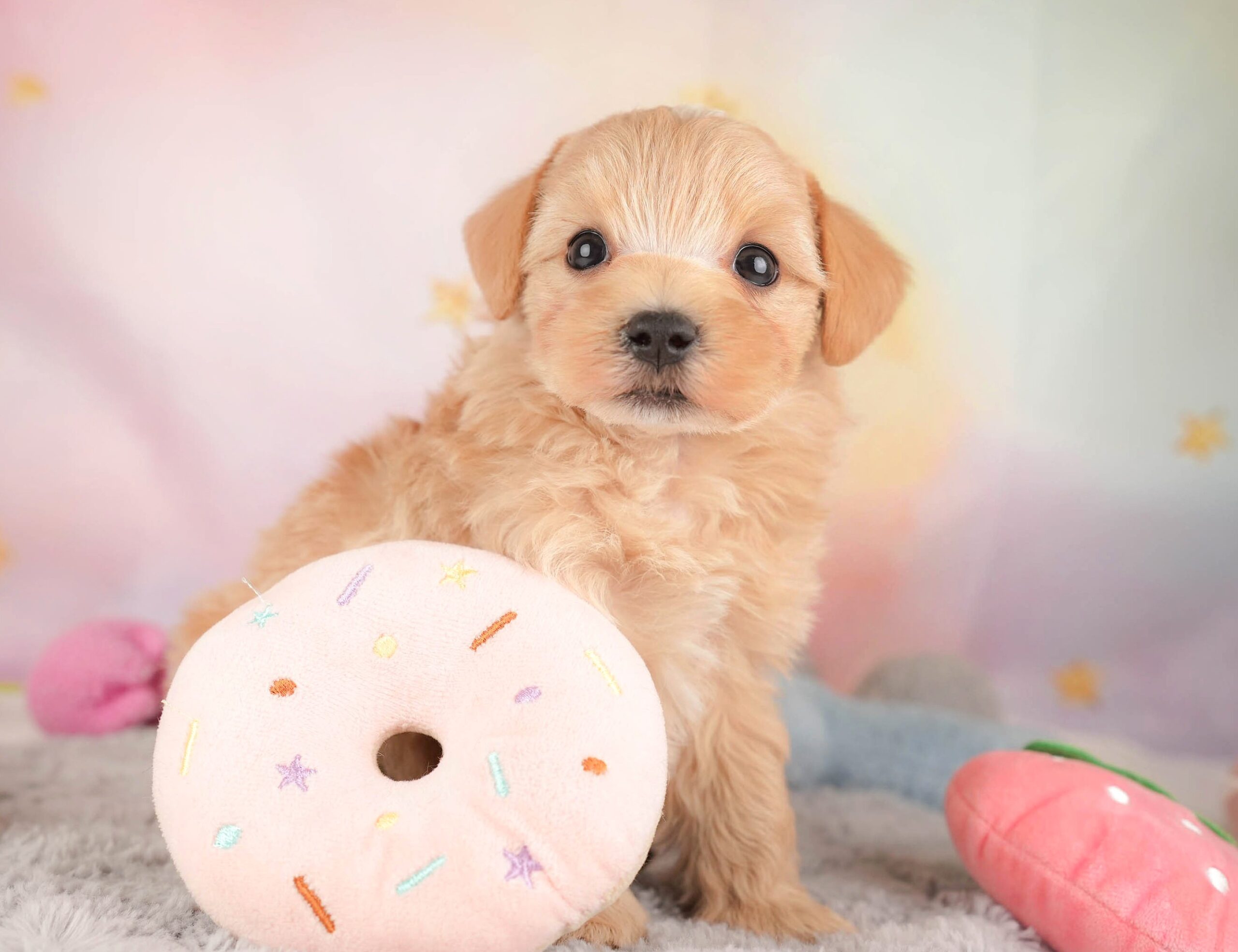 マルプー | 男の子 | アプリコット | 2025年12月28日