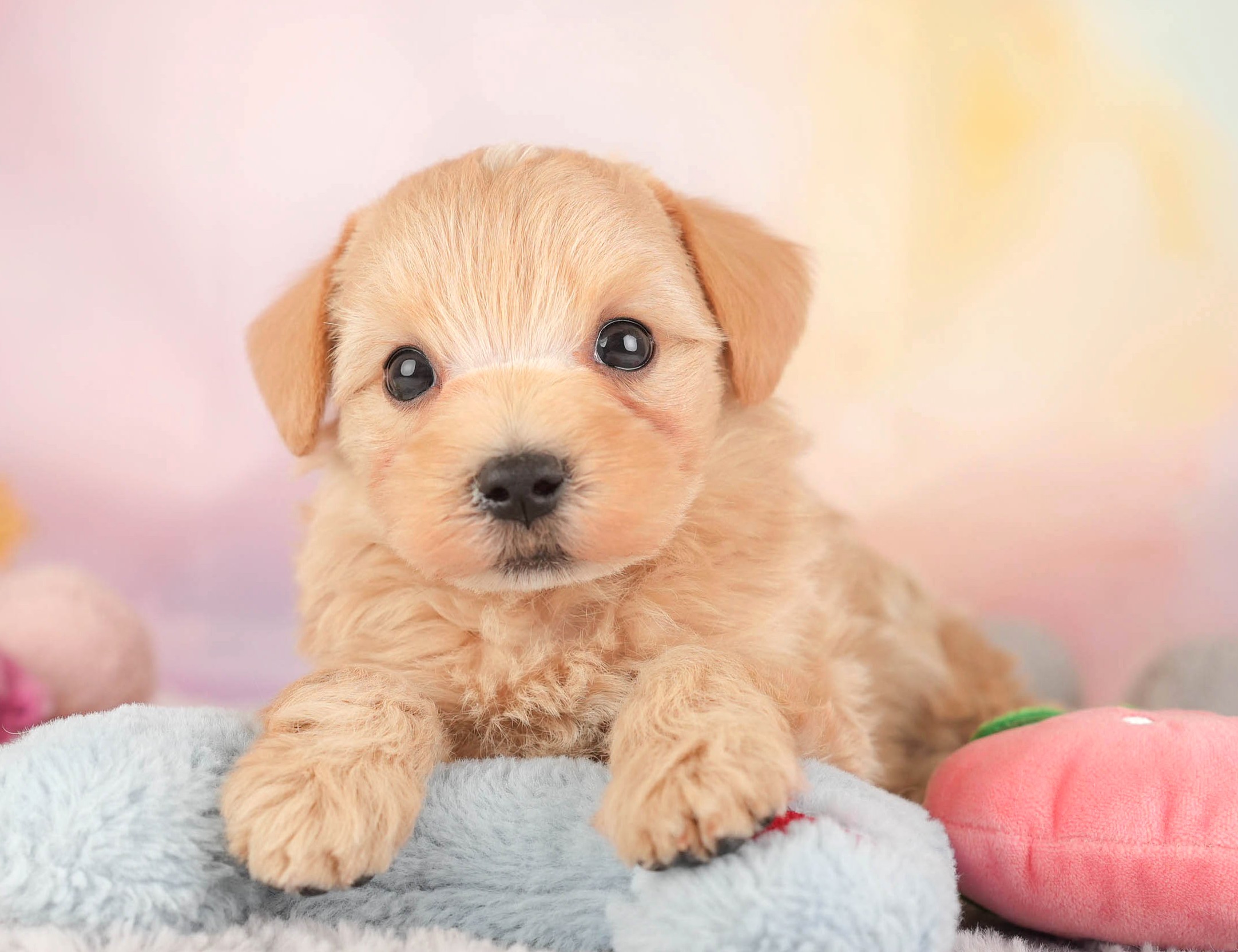 マルプー | 男の子 | アプリコット | 2025年12月28日