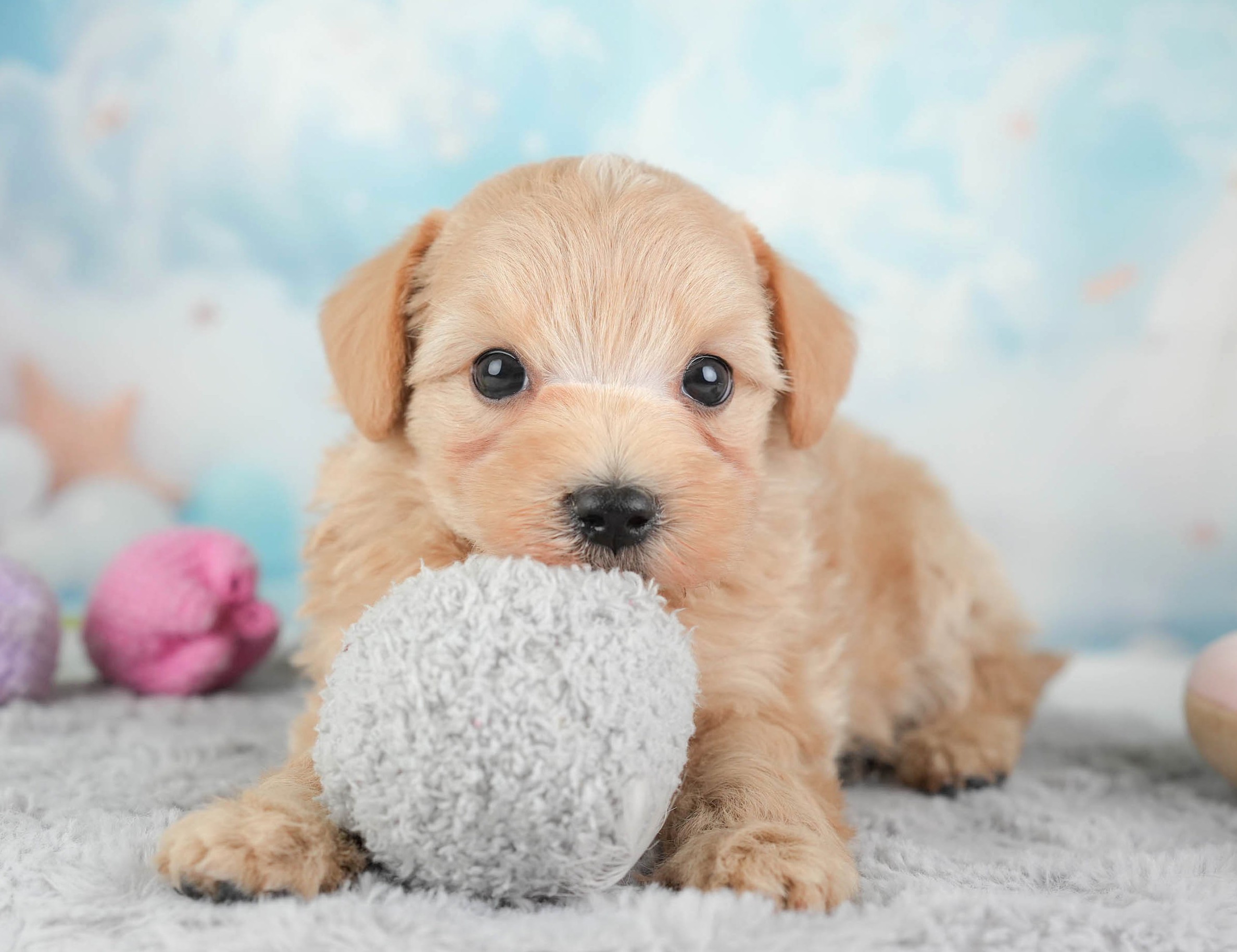 マルプー | 男の子 | アプリコット | 2025年12月28日