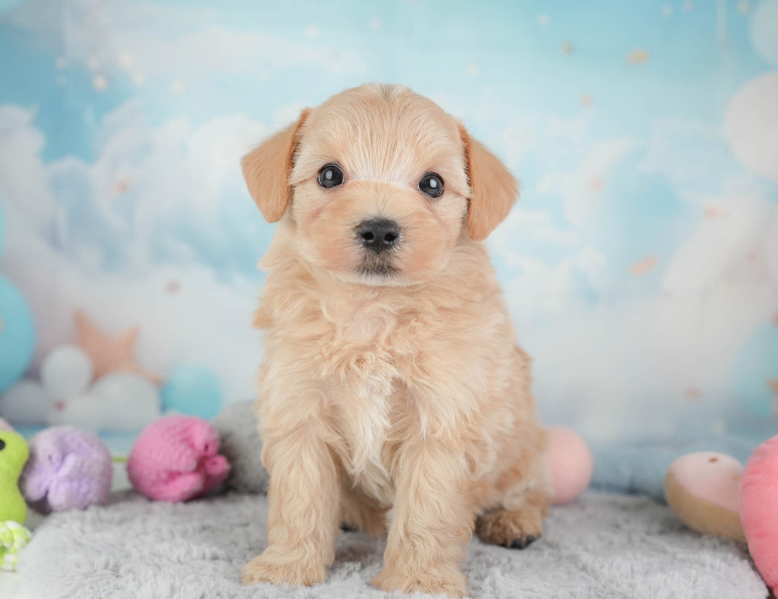 マルプー | 男の子 | アプリコット | 2025年12月28日