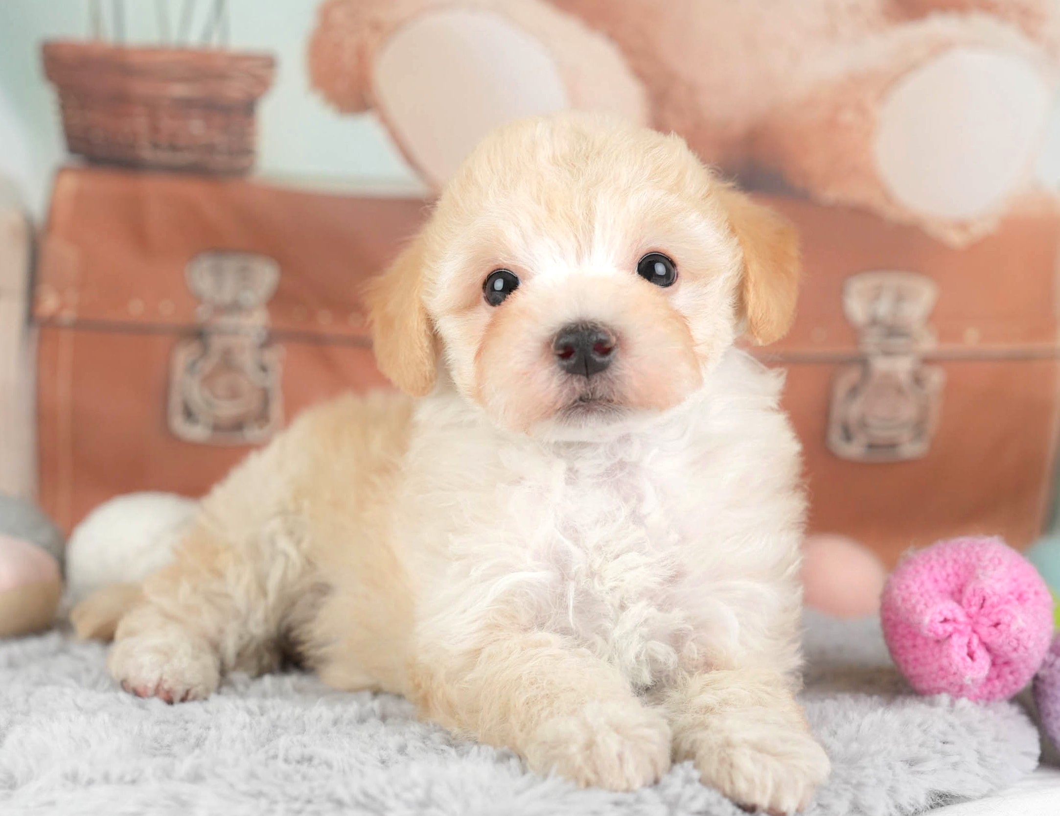 マルプー | 男の子 | アプリコット | 2025年12月28日