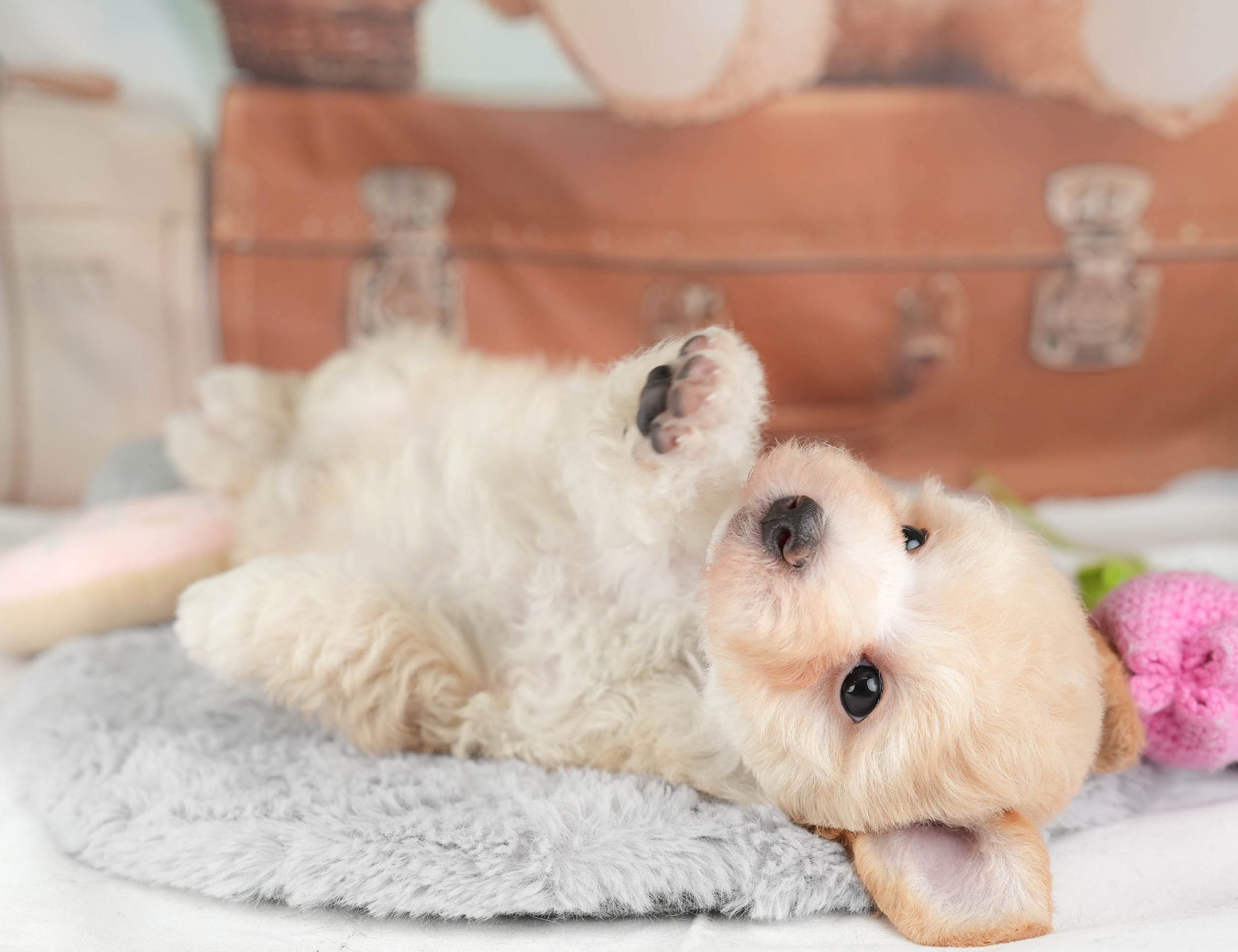 マルプー | 男の子 | アプリコット | 2025年12月28日