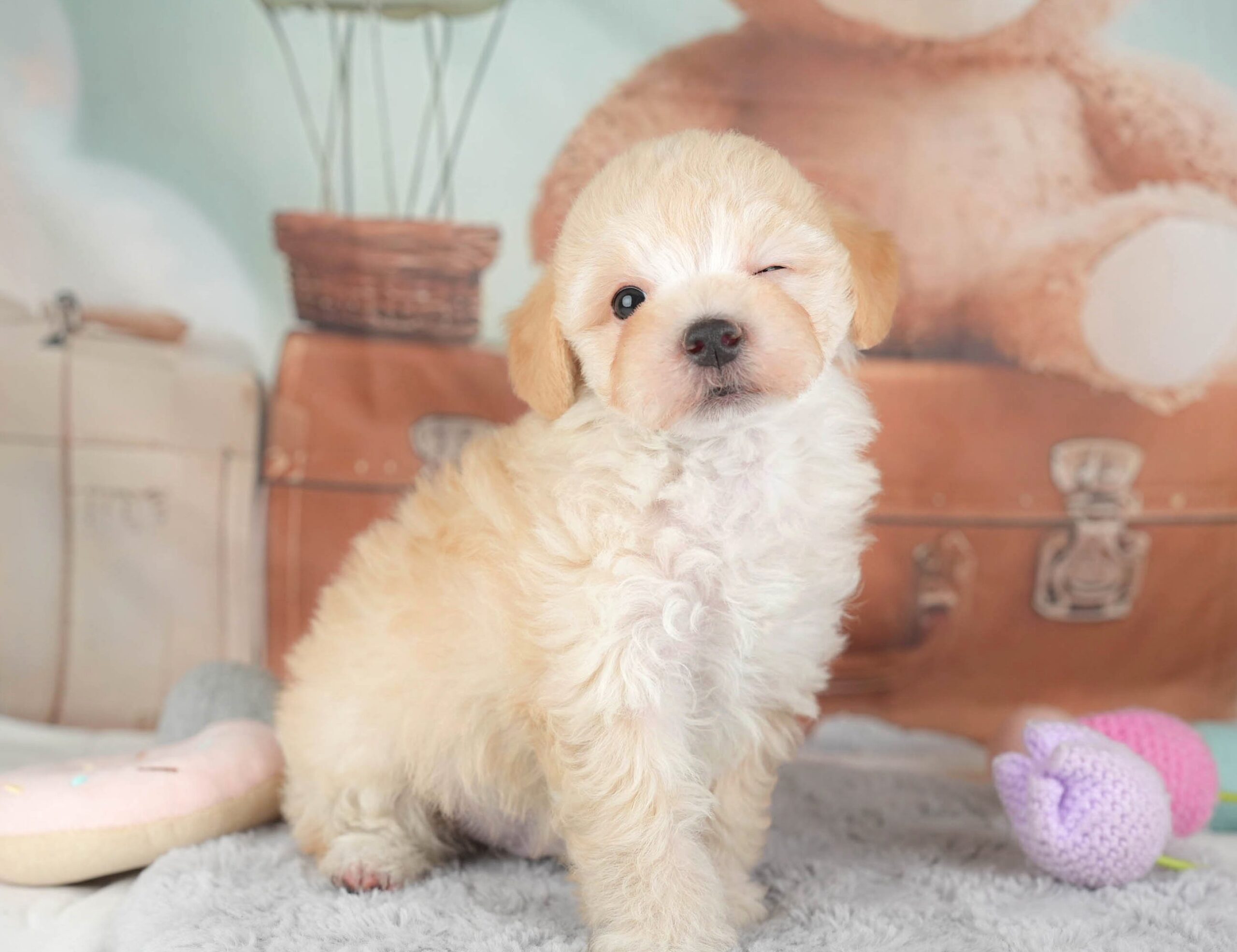 マルプー | 男の子 | アプリコット | 2025年12月28日