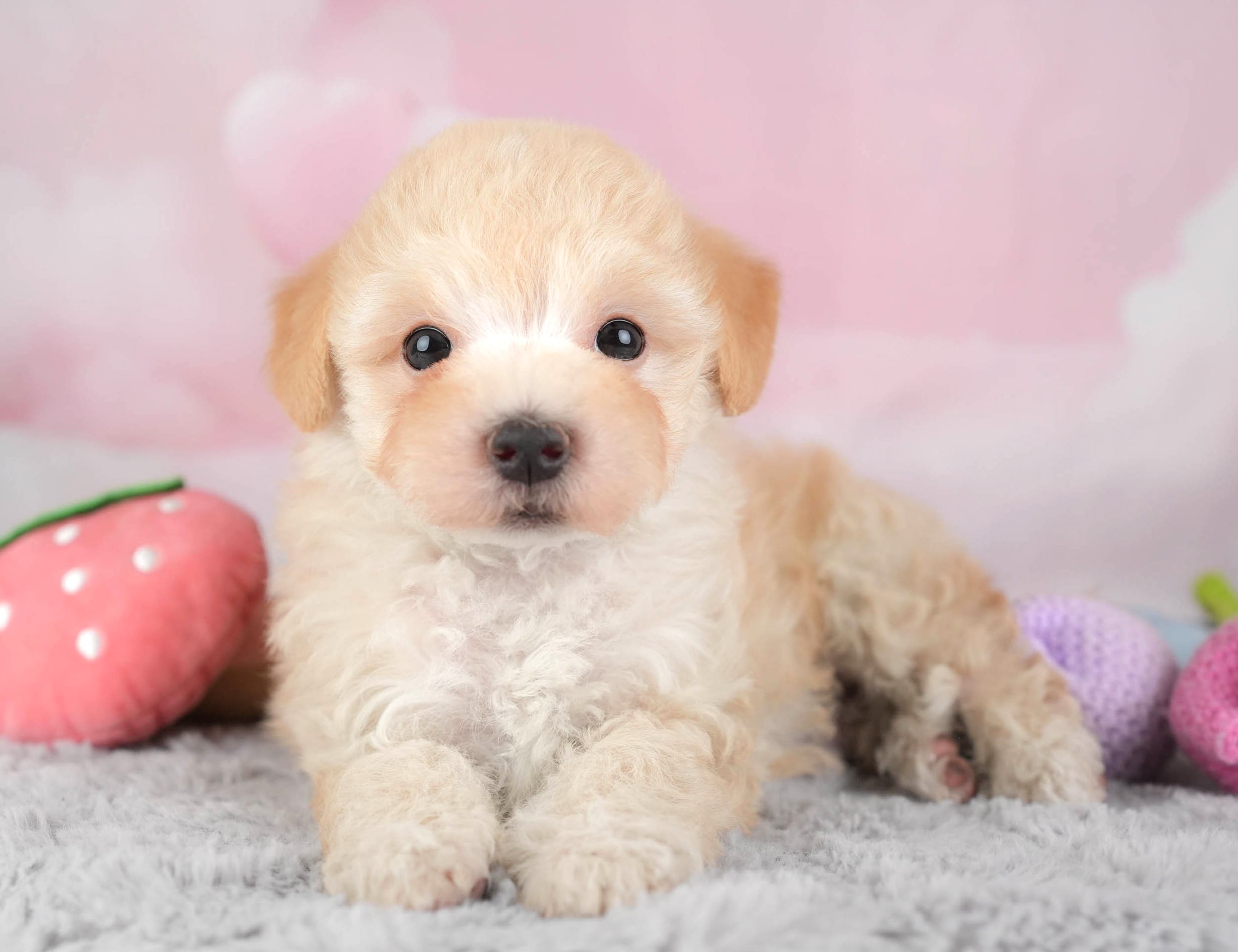 マルプー | 男の子 | アプリコット | 2025年12月28日