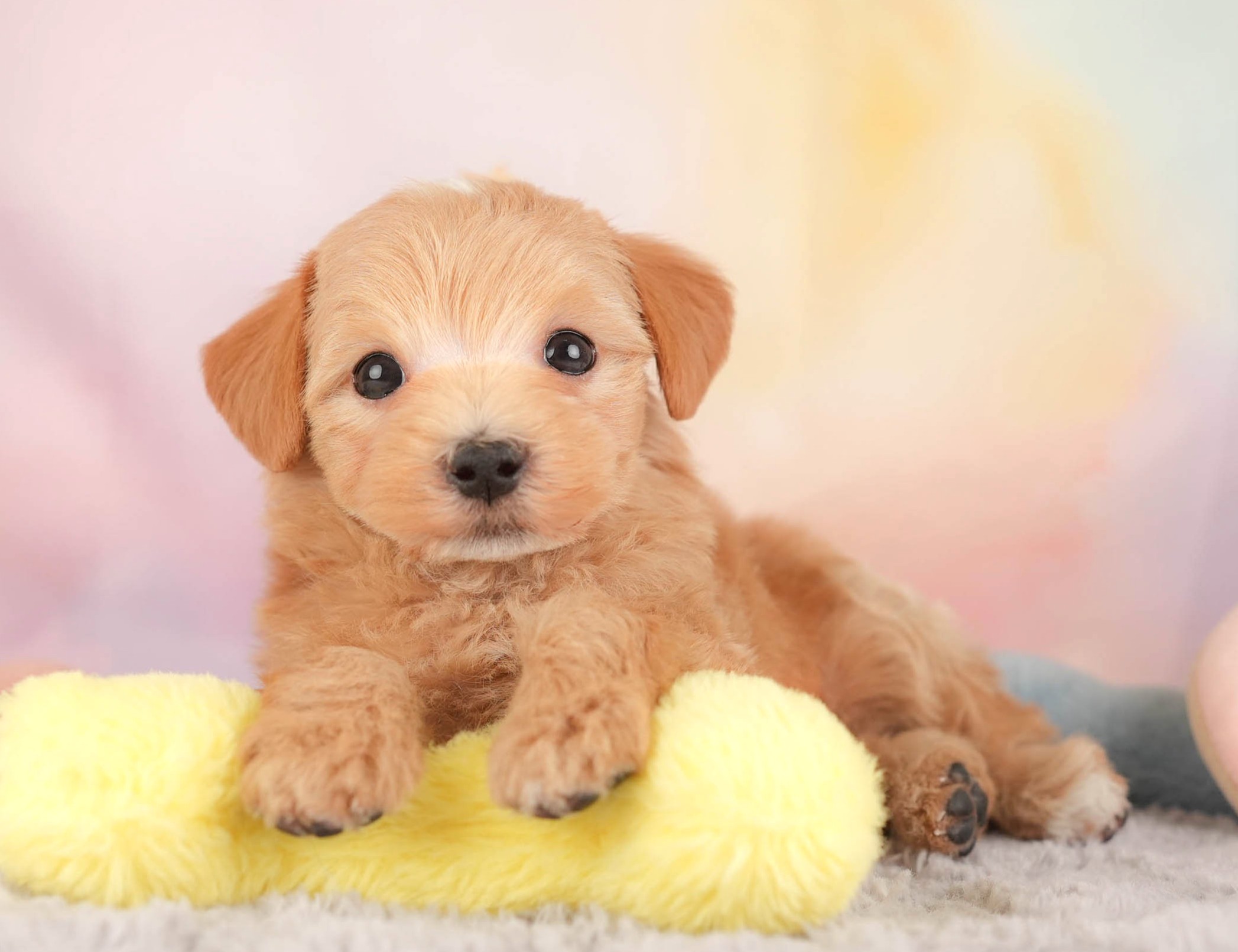 マルプー | 女の子 | アプリコット | 2025年12月28日