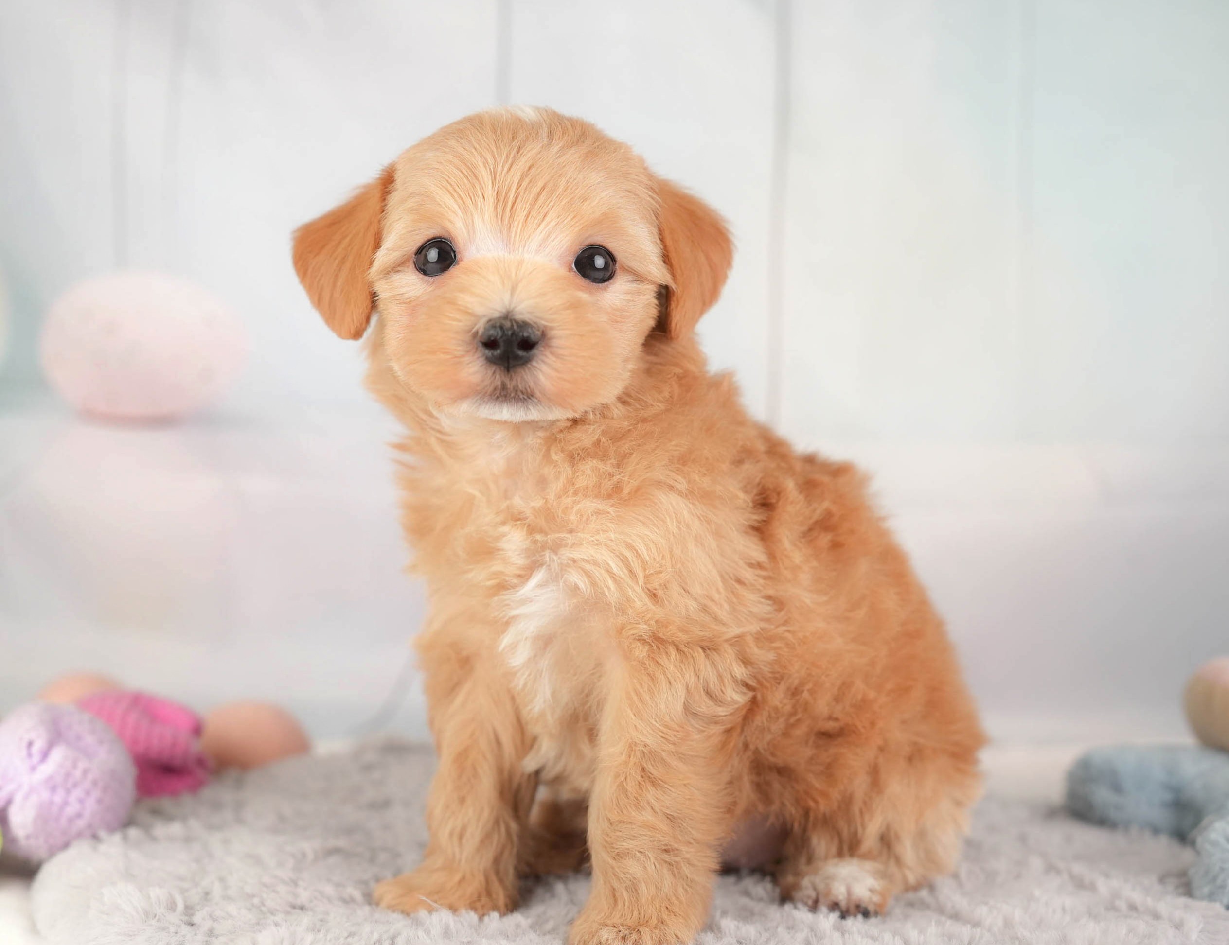 マルプー | 女の子 | アプリコット | 2025年12月28日