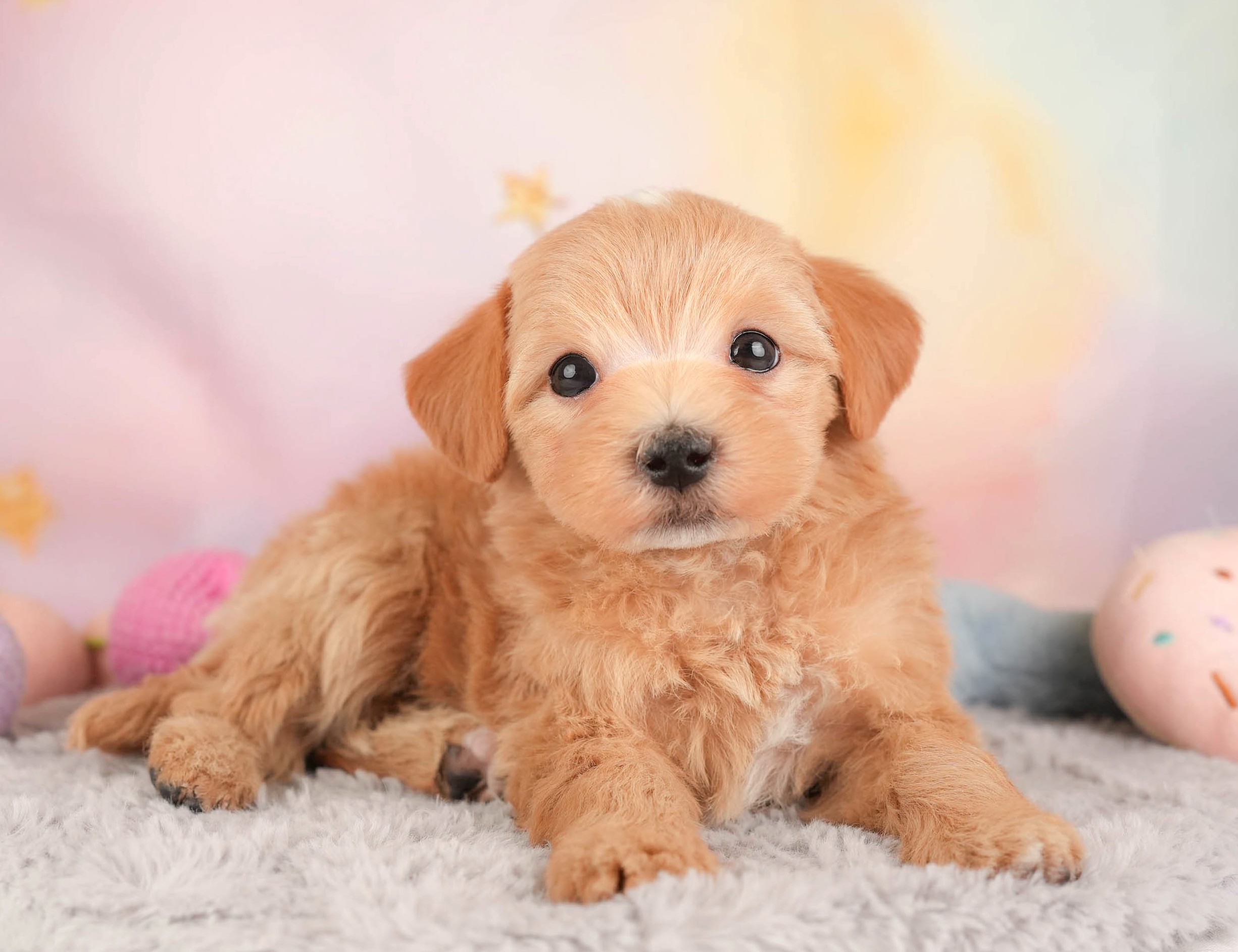 マルプー | 女の子 | アプリコット | 2025年12月28日