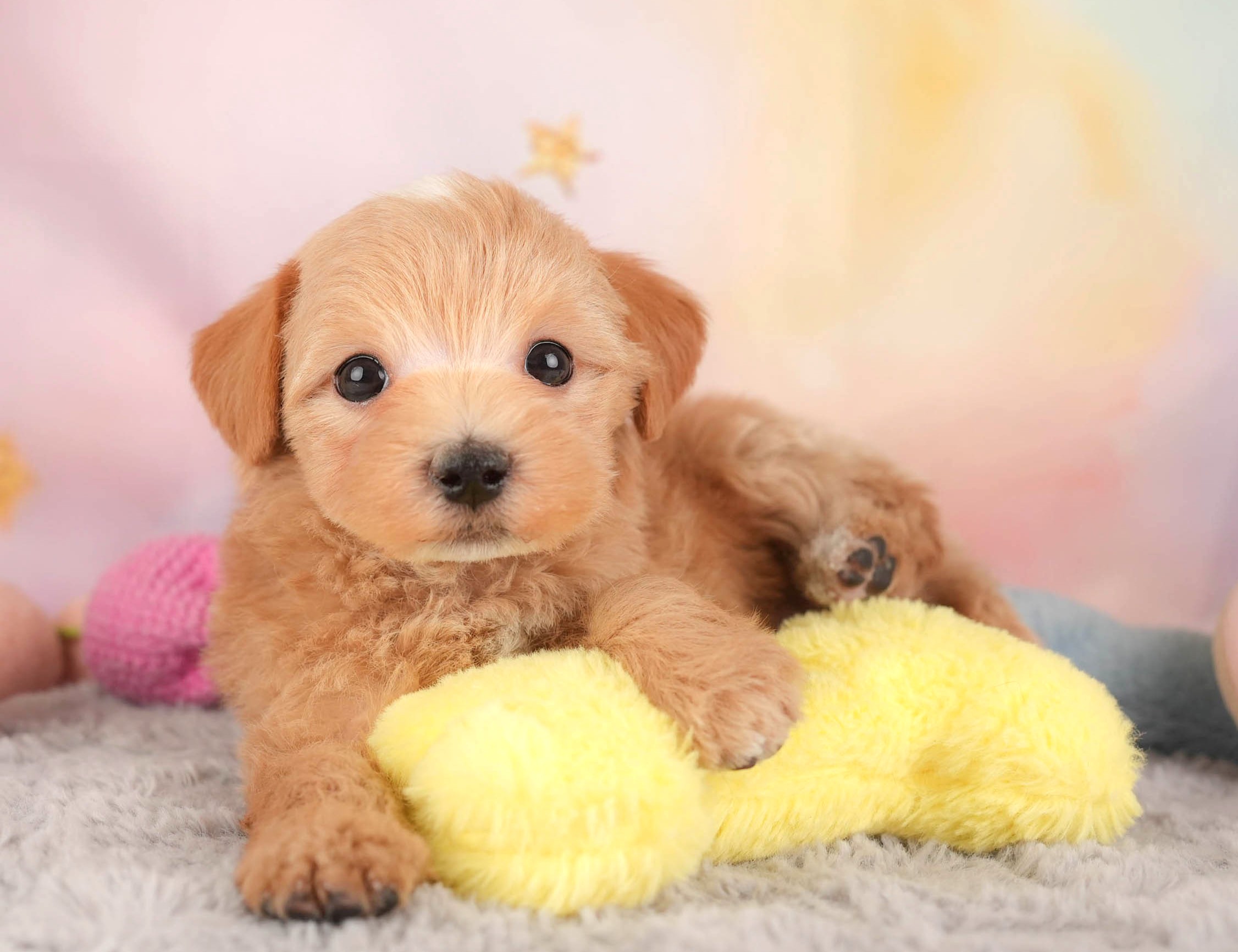 マルプー | 女の子 | アプリコット | 2025年12月28日