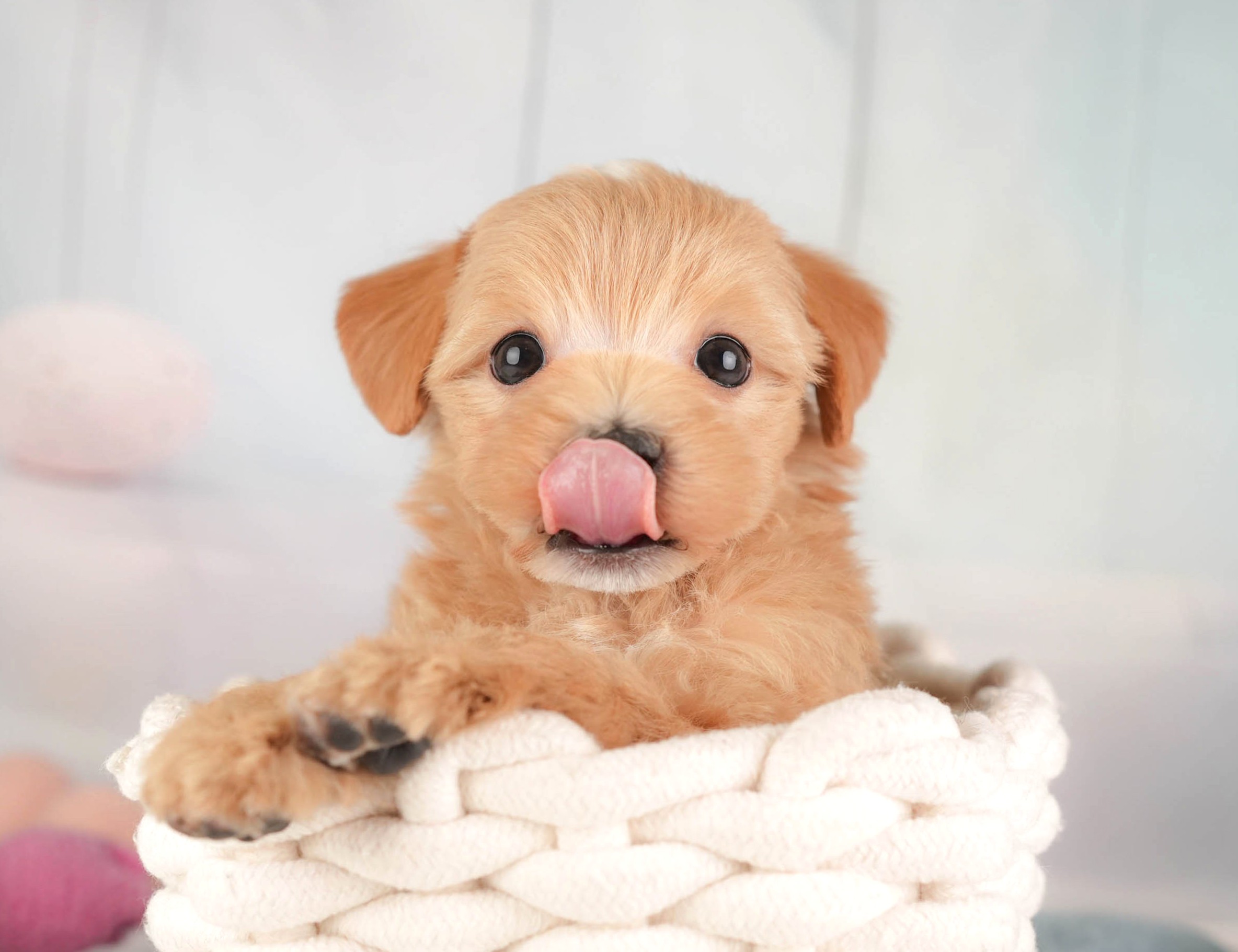 マルプー | 女の子 | アプリコット | 2025年12月28日