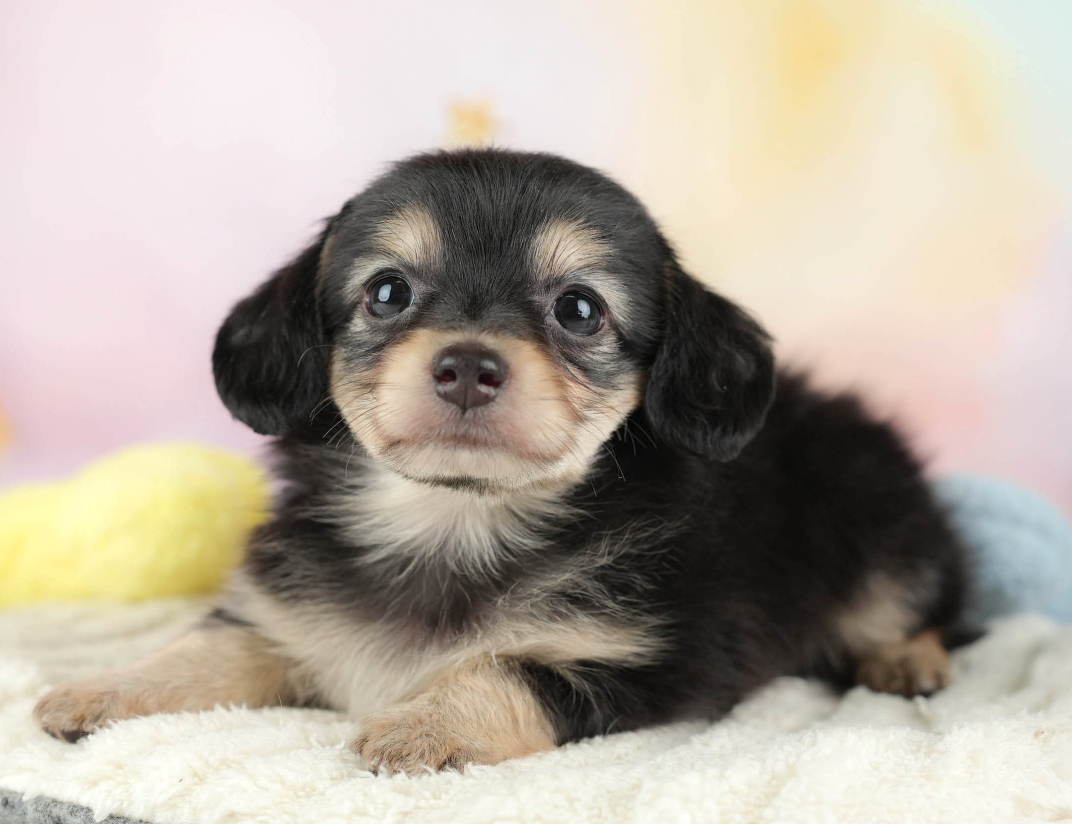 チワックス | 男の子 | ブラック＆タン | 2025年12月29日