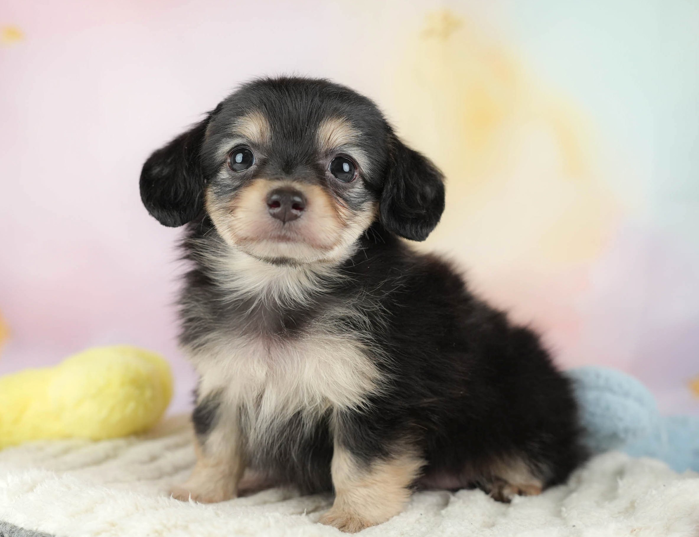 チワックス | 男の子 | ブラック&タン | 2025年12月29日