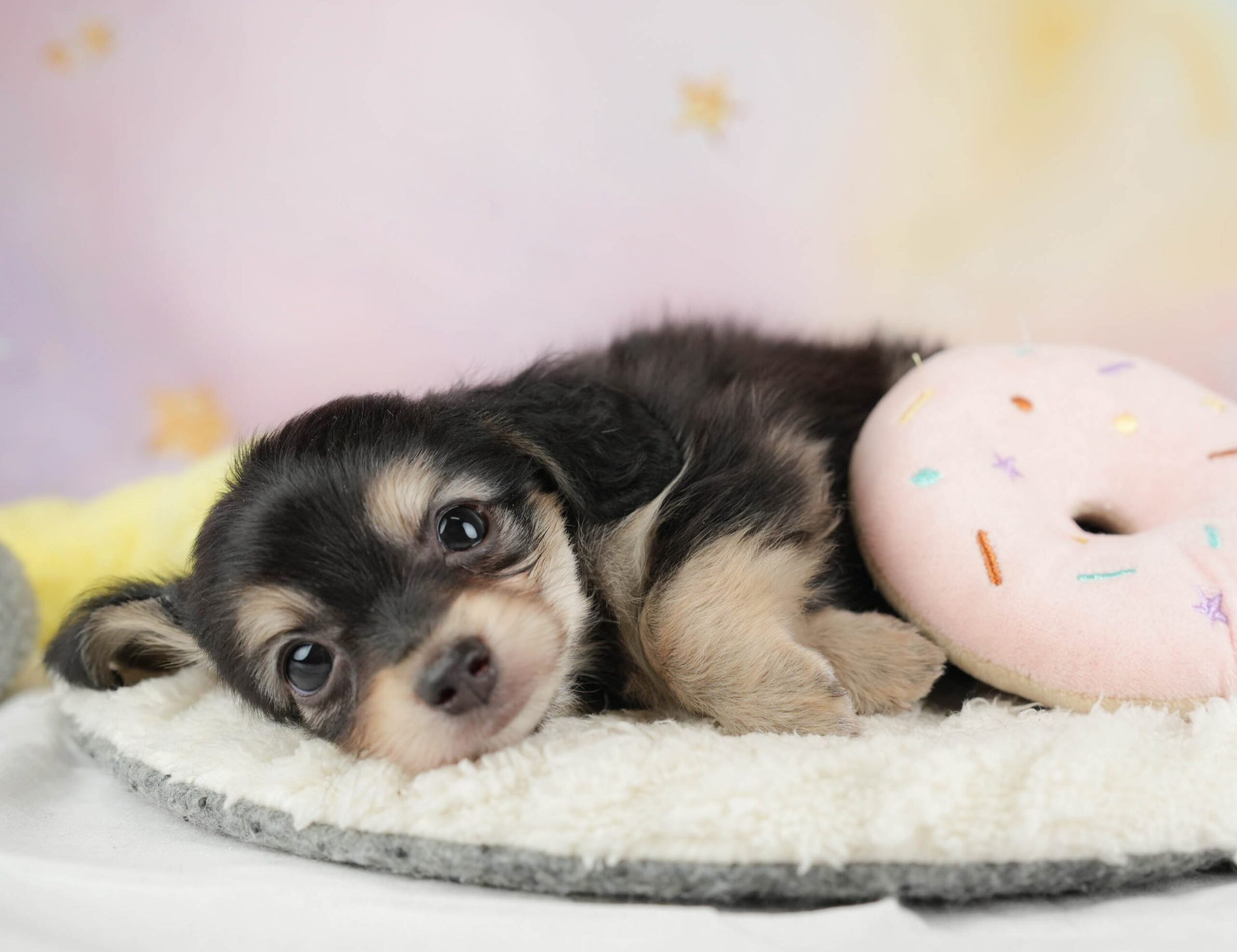 チワックス | 男の子 | ブラック&タン | 2025年12月29日