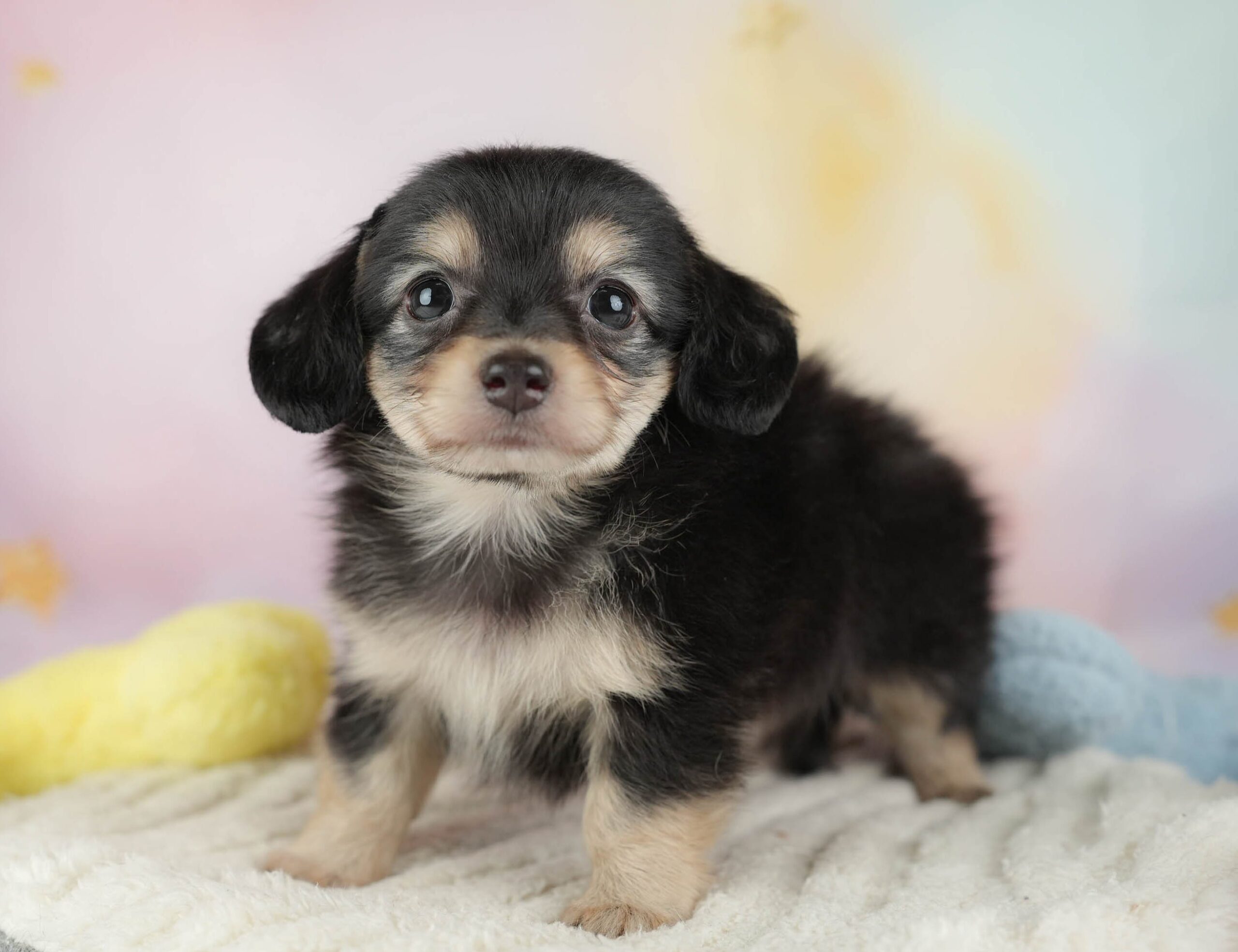 チワックス | 男の子 | ブラック&タン | 2025年12月29日