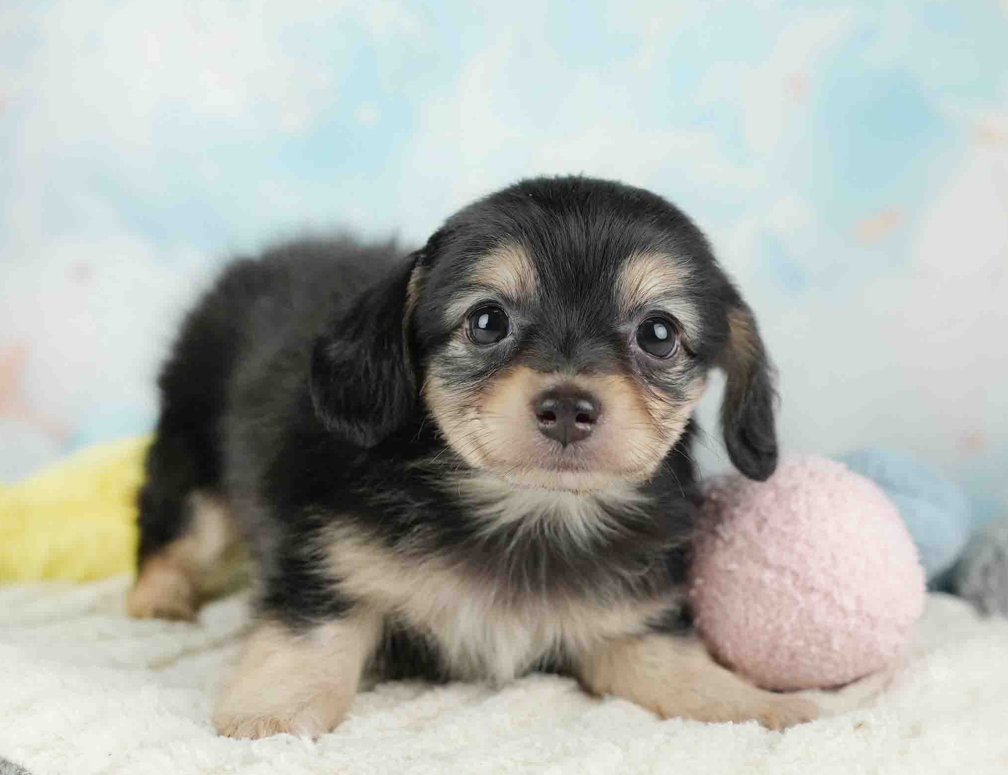 チワックス | 男の子 | ブラック&タン | 2025年12月29日