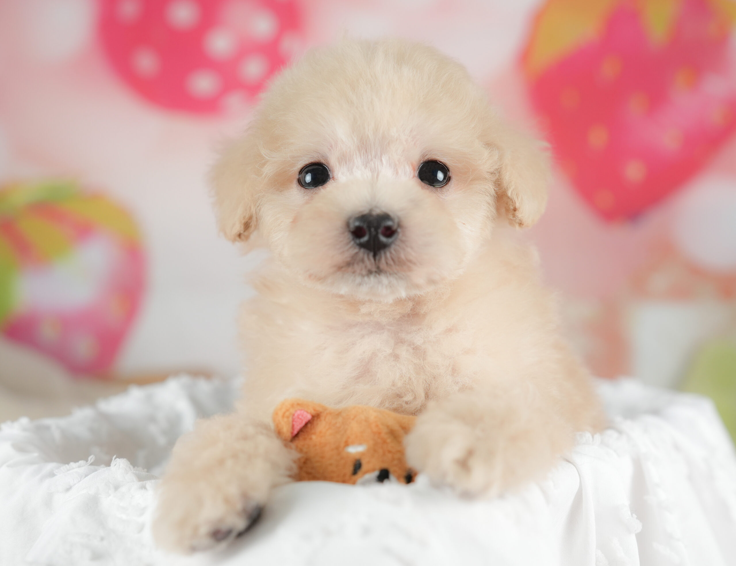 トイ・プードル | 男の子 | クリーム | 2025年12月30日