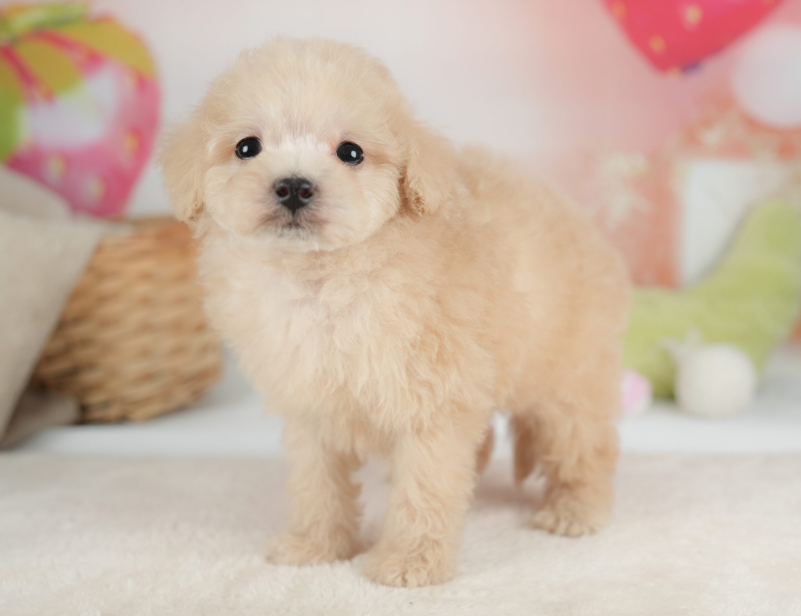 トイ・プードル | 男の子 | クリーム | 2025年12月30日