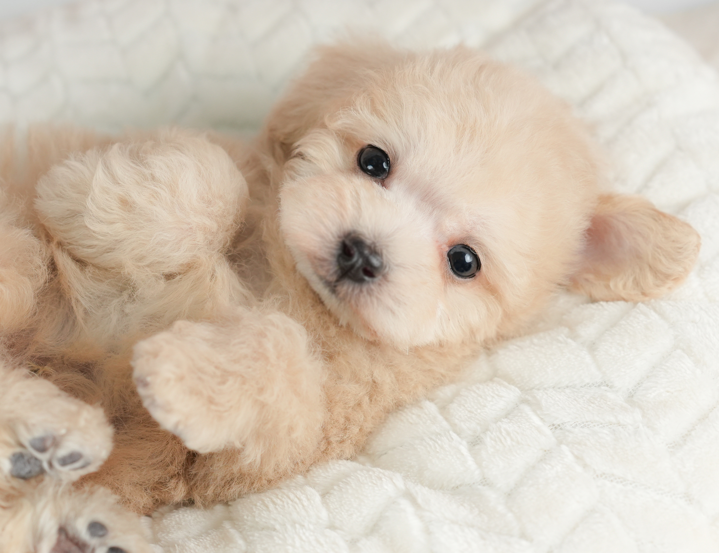 トイ・プードル | 男の子 | クリーム | 2025年12月30日