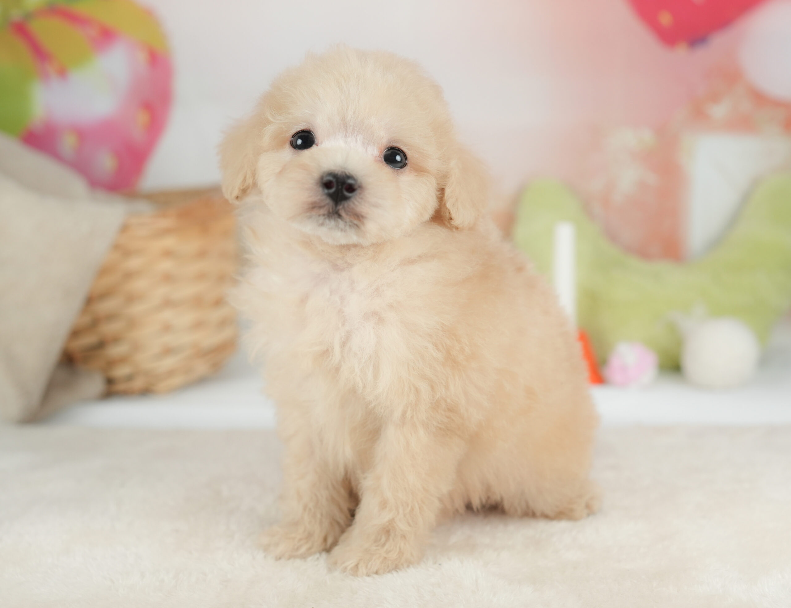 トイ・プードル | 男の子 | クリーム | 2025年12月30日