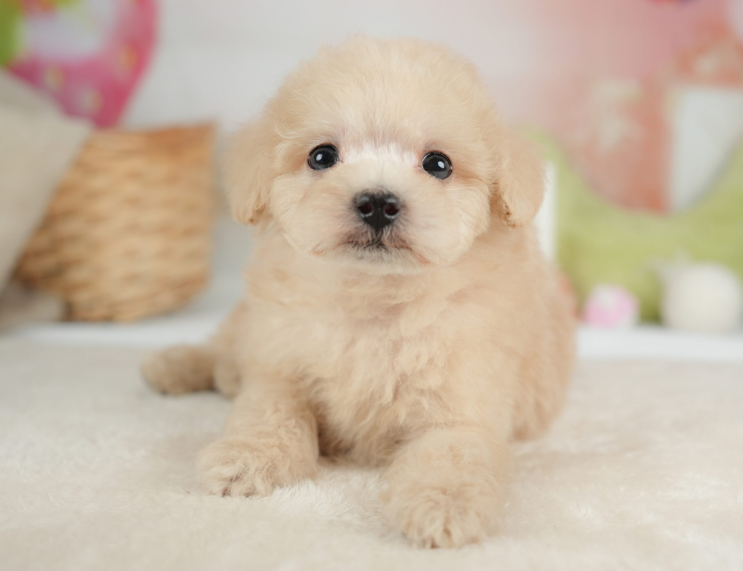 トイ・プードル | 男の子 | クリーム | 2025年12月30日