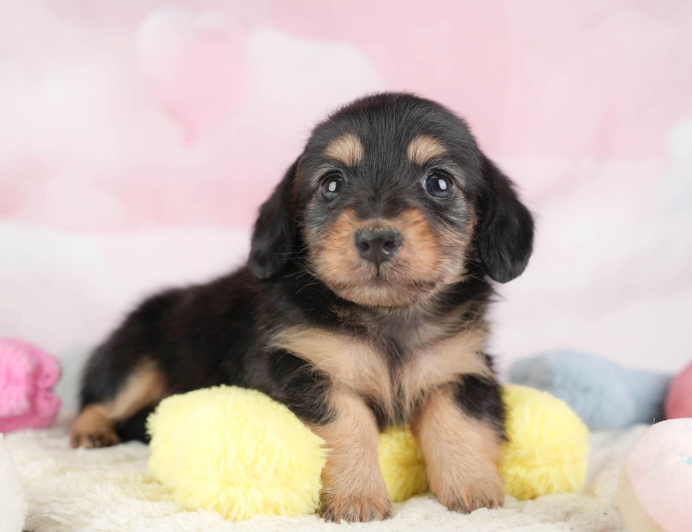 カニンヘン・ダックスフンド(ロング) | 男の子 | ブラックタン | 2025年12月30日
