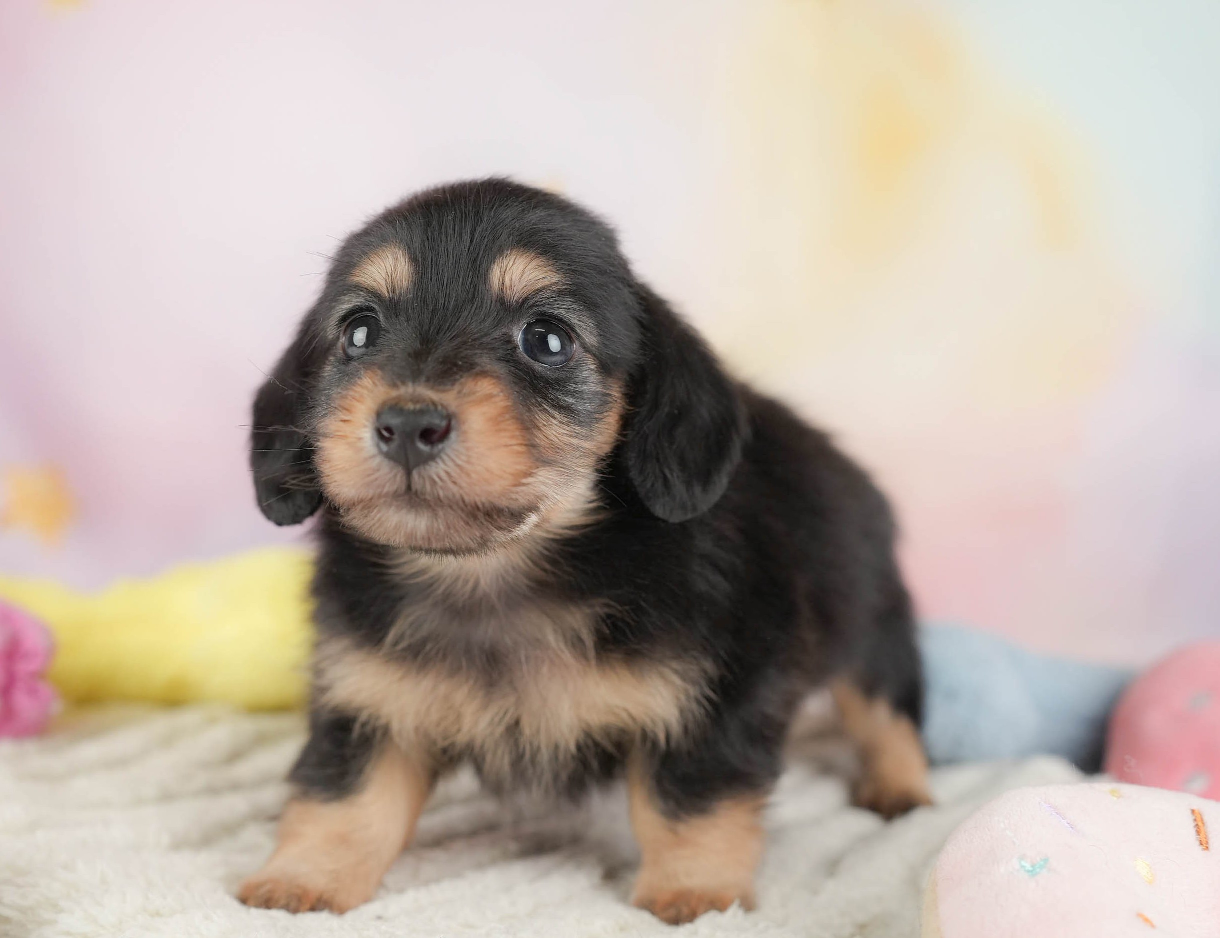 カニンヘン・ダックスフンド(ロング) | 男の子 | ブラックタン | 2025年12月30日