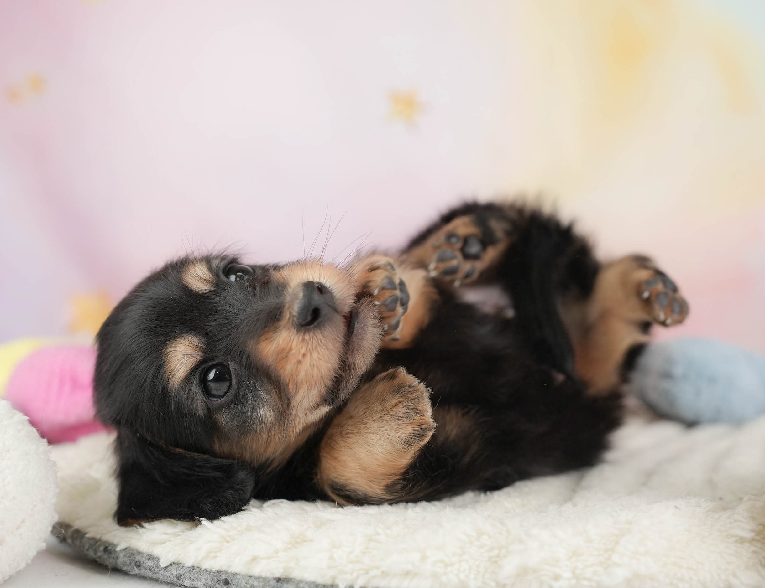 カニンヘン・ダックスフンド(ロング) | 男の子 | ブラックタン | 2025年12月30日