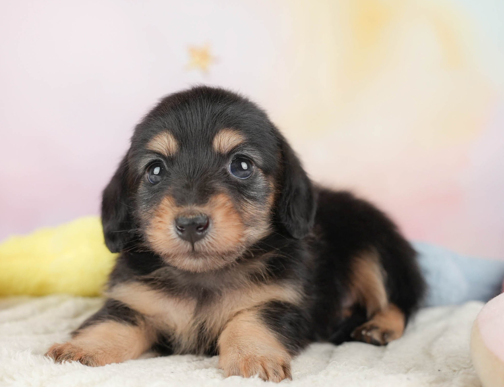 カニンヘン・ダックスフンド(ロング) | 男の子 | ブラックタン | 2025年12月30日