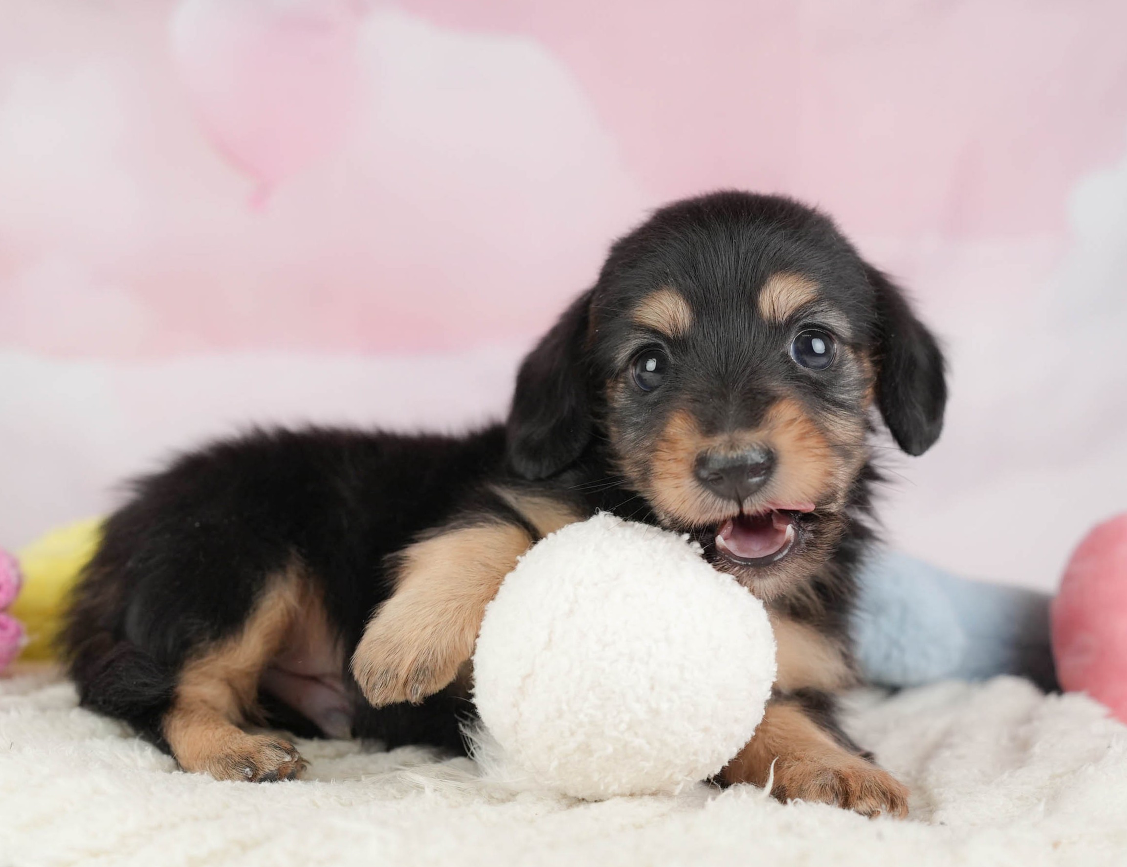 カニンヘン・ダックスフンド(ロング) | 男の子 | ブラックタン | 2025年12月30日