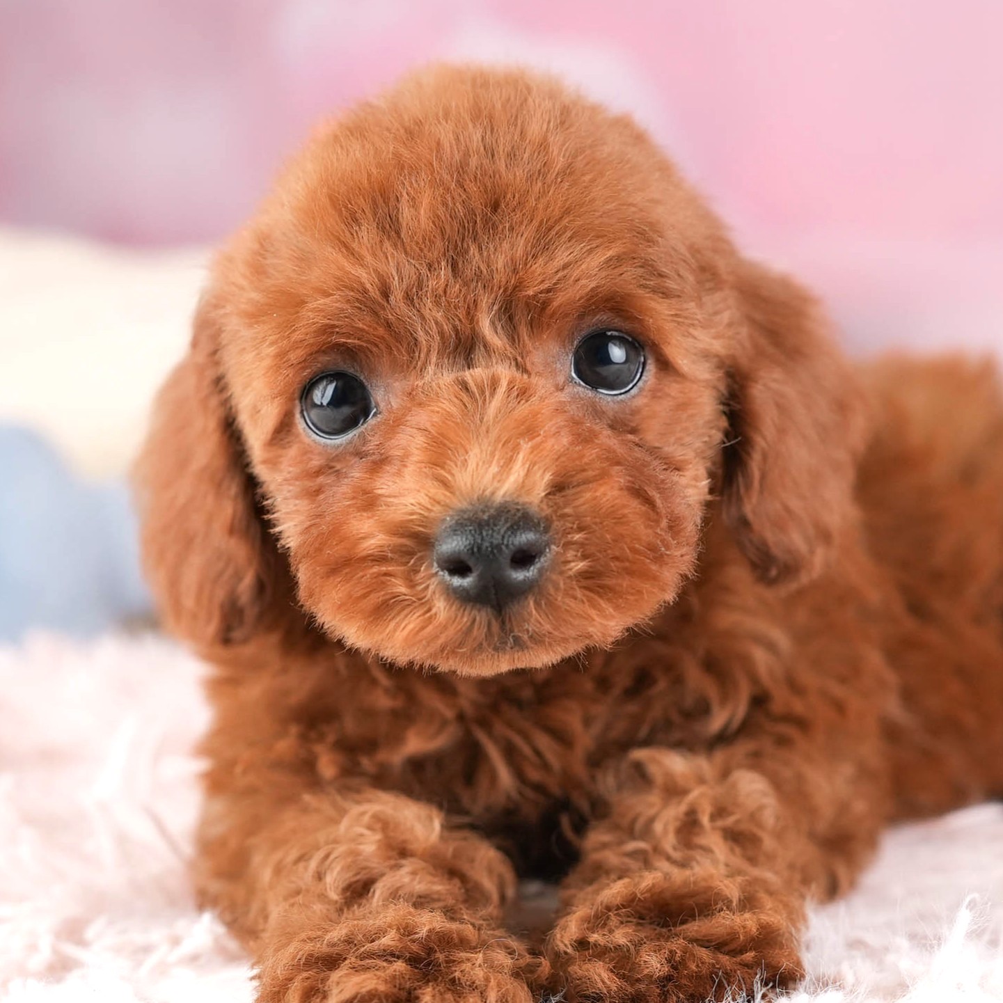 トイ・プードル | 男の子 | レッド | 2025年12月30日