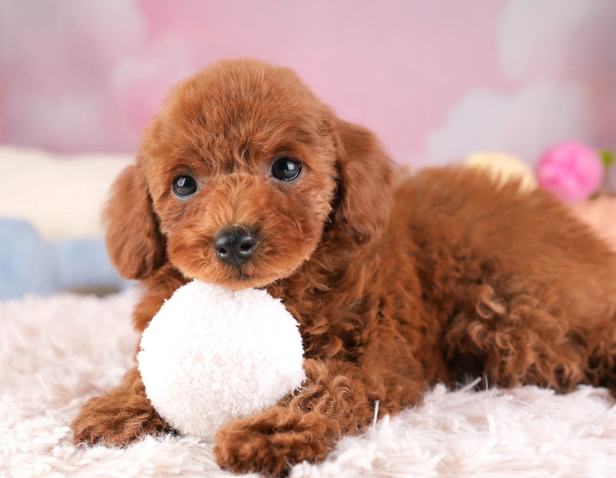 トイ・プードル | 男の子 | レッド | 2025年12月30日