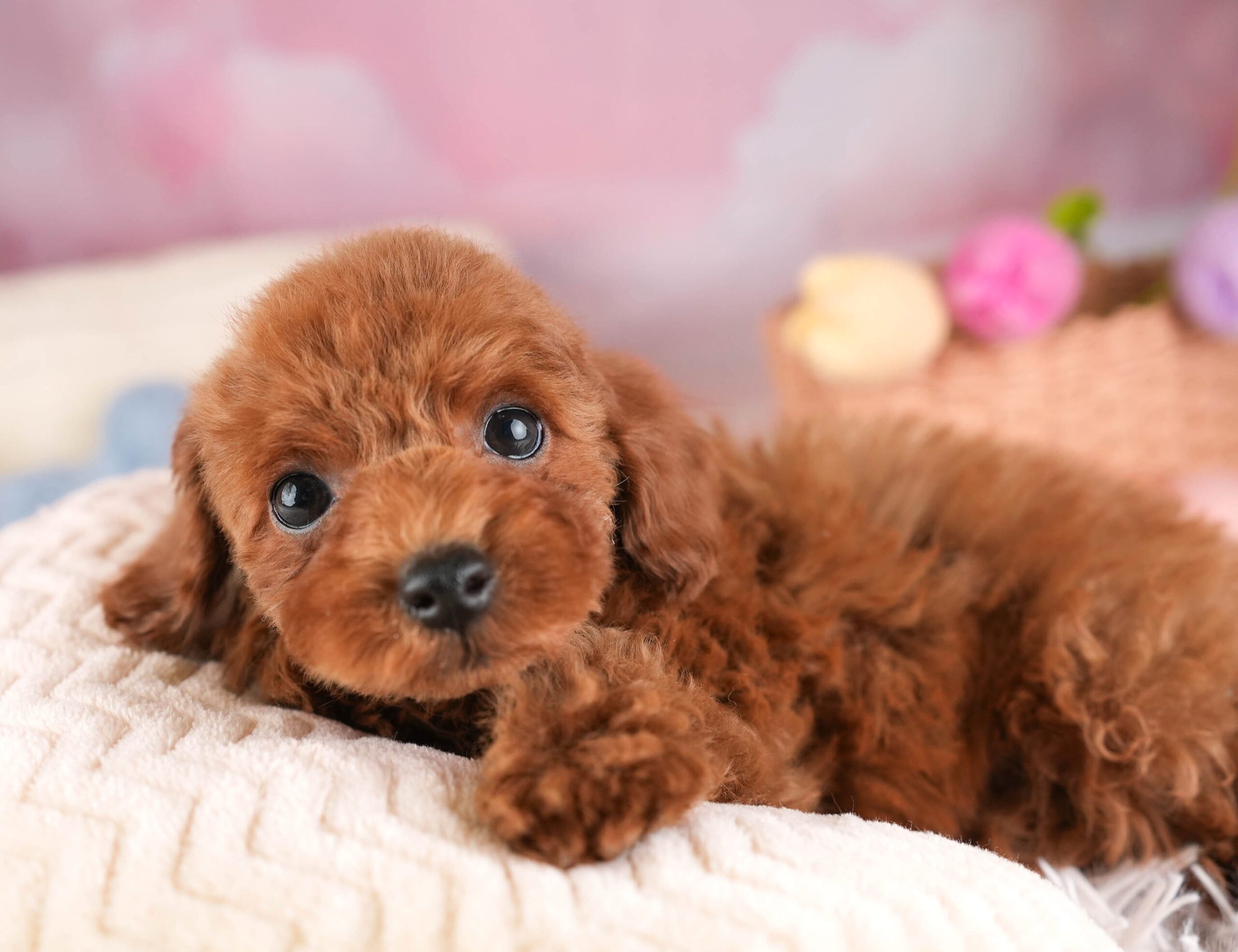 トイ・プードル | 男の子 | レッド | 2025年12月30日