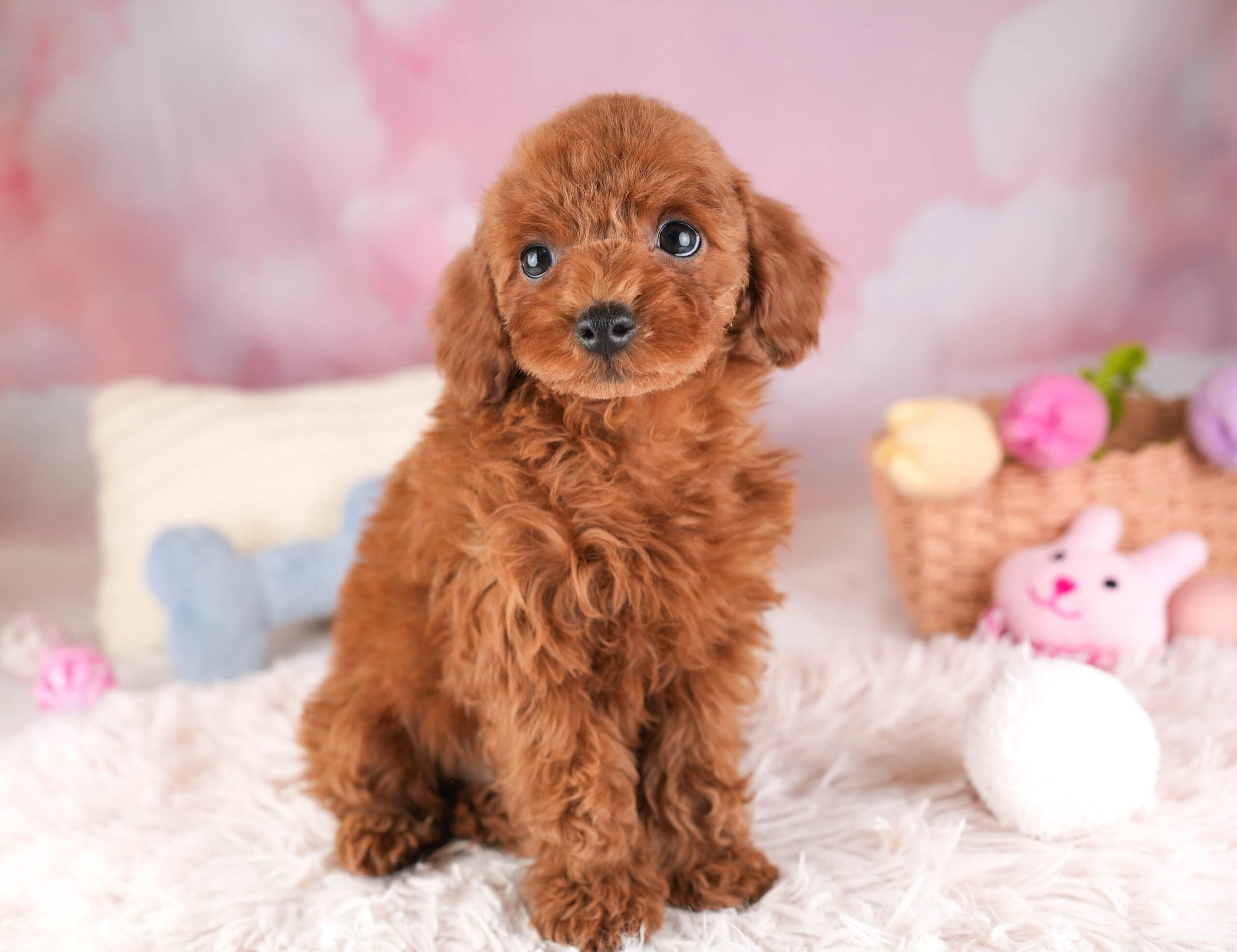 トイ・プードル | 男の子 | レッド | 2025年12月30日