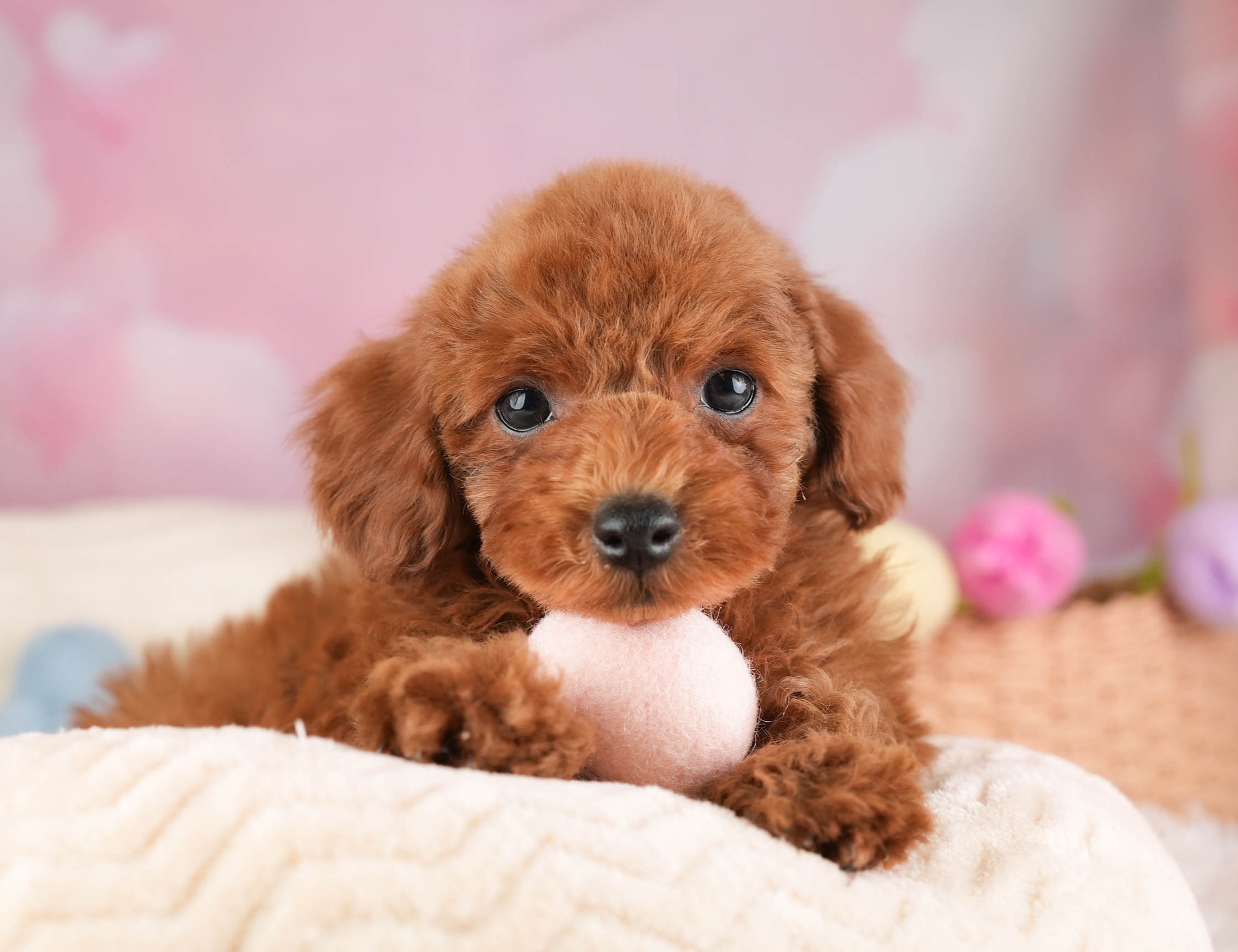 トイ・プードル | 男の子 | レッド | 2025年12月30日