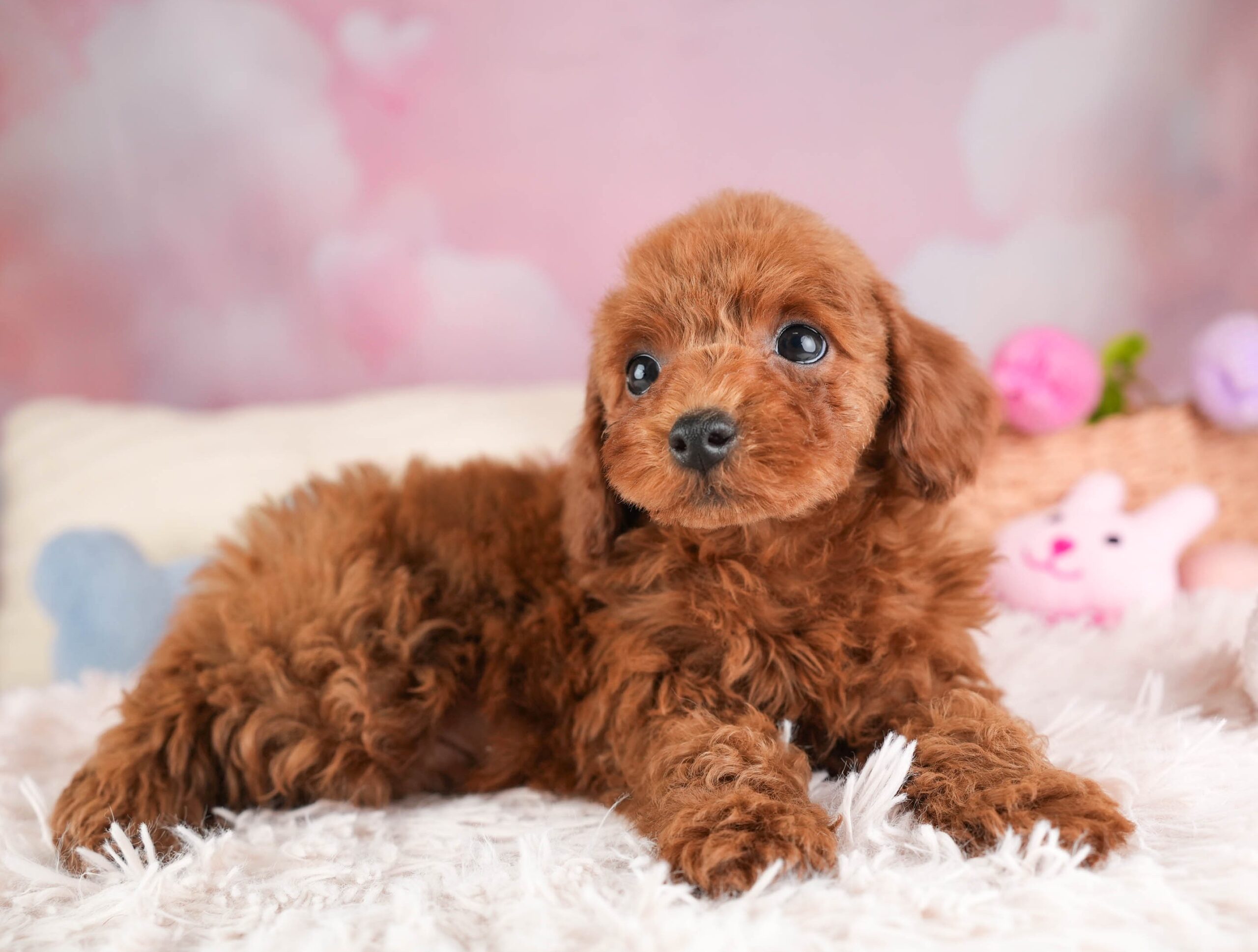 トイ・プードル | 男の子 | レッド | 2025年12月30日