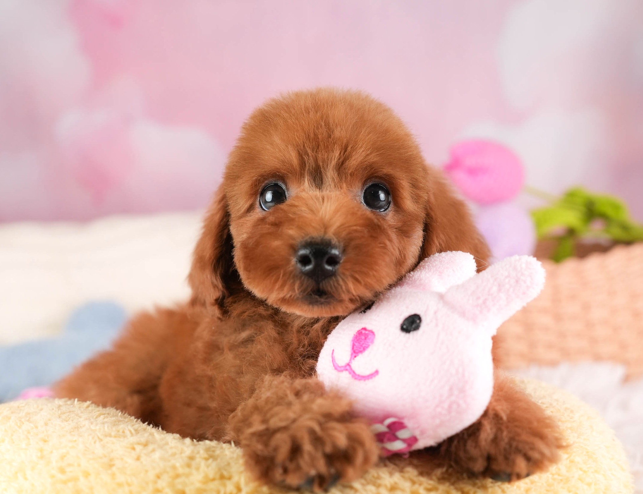 トイ・プードル | 男の子 | レッド | 2025年12月30日