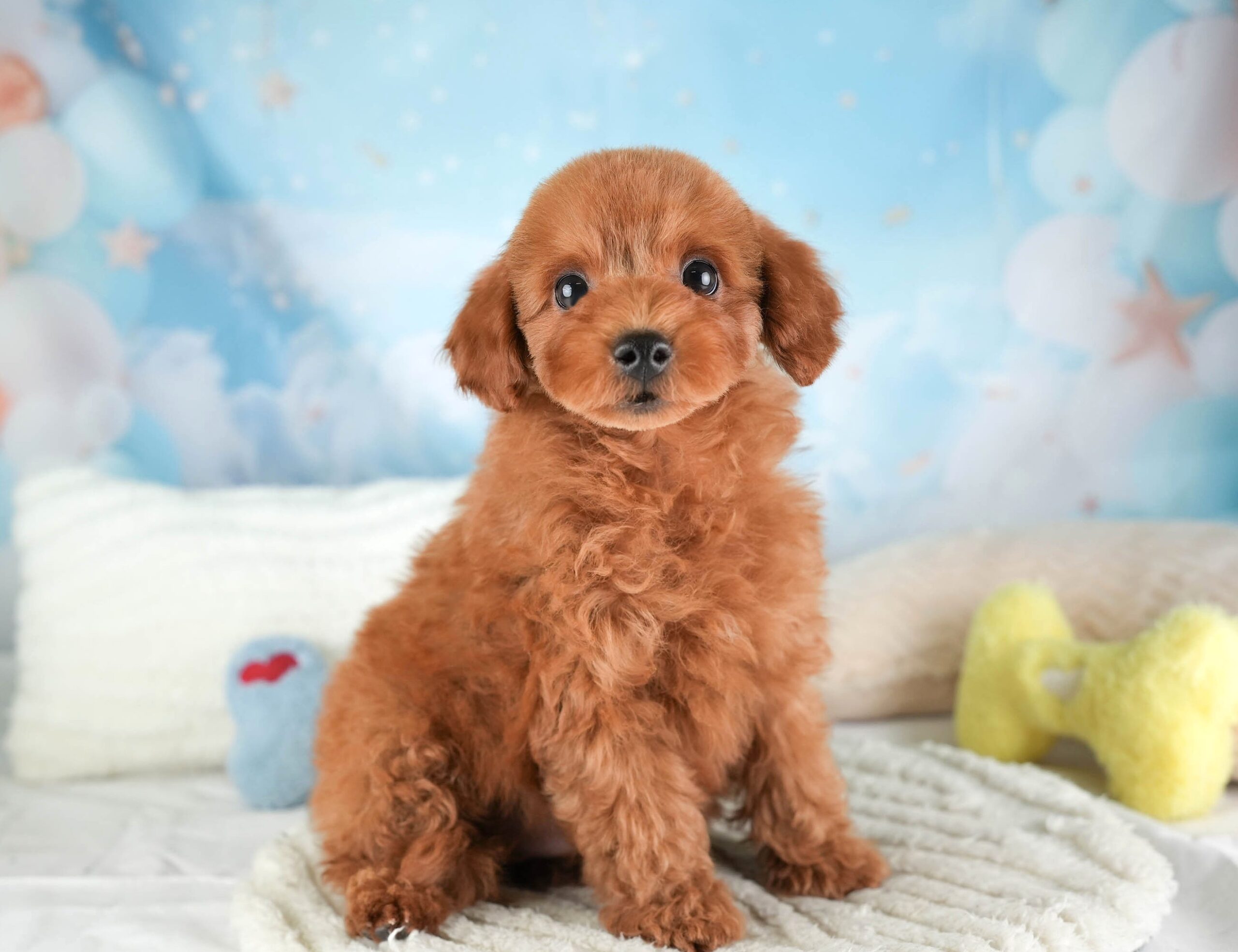 トイ・プードル | 男の子 | レッド | 2025年12月30日