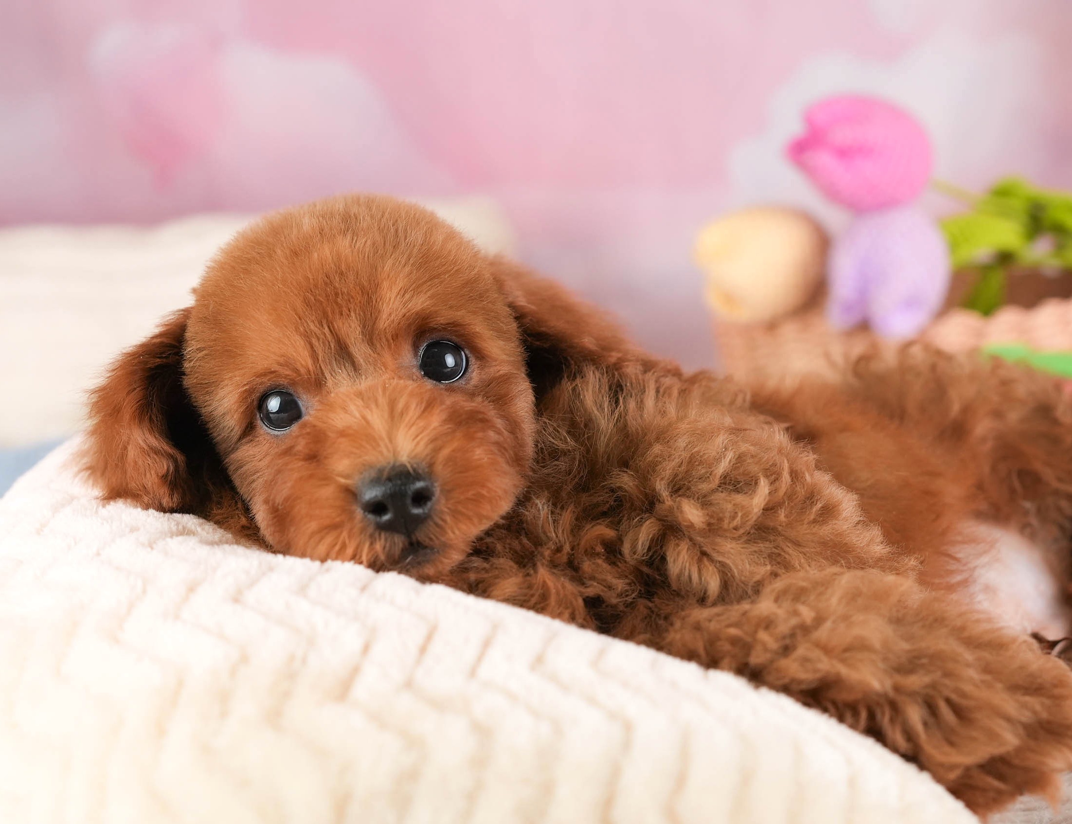 トイ・プードル | 男の子 | レッド | 2025年12月30日