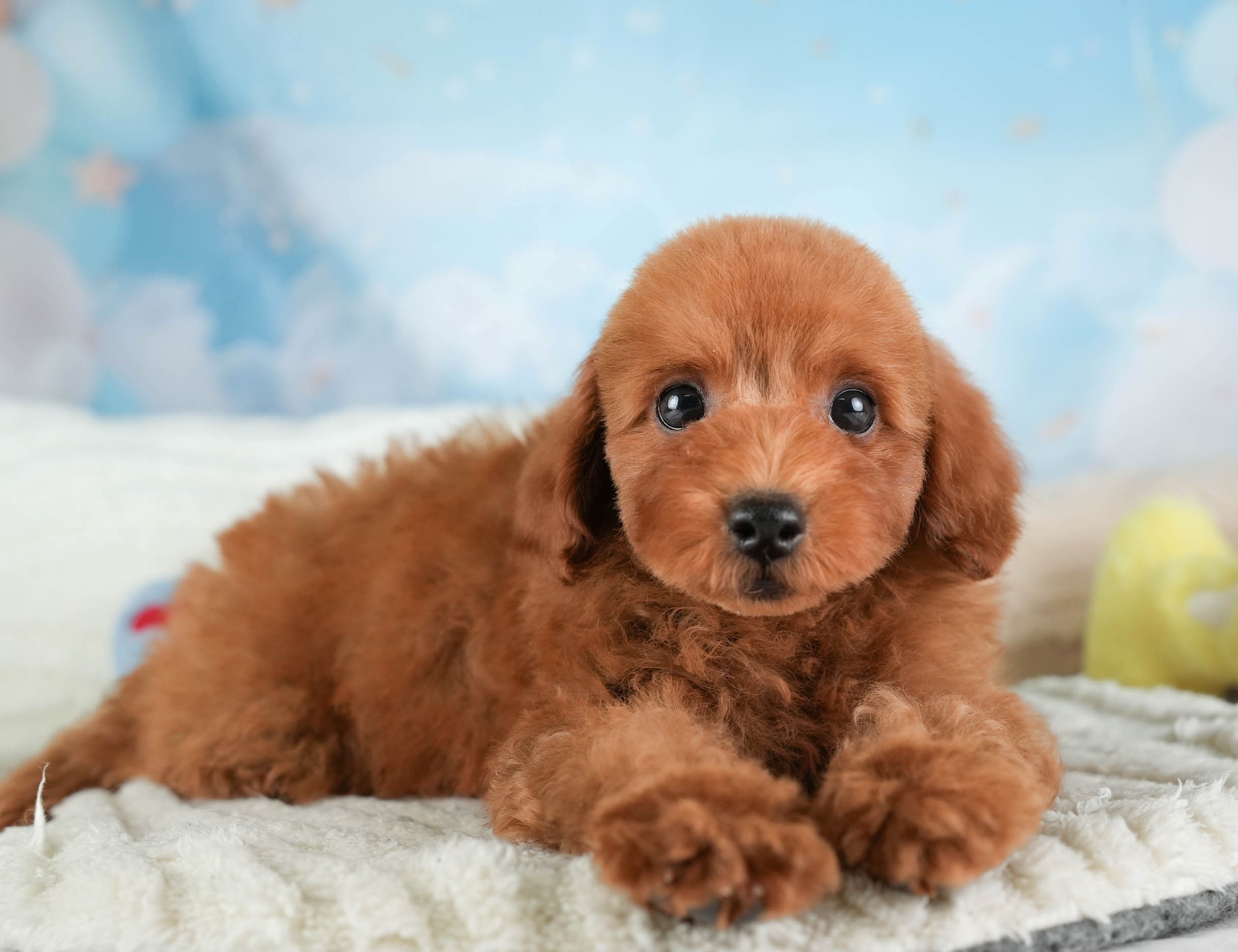 トイ・プードル | 男の子 | レッド | 2025年12月30日