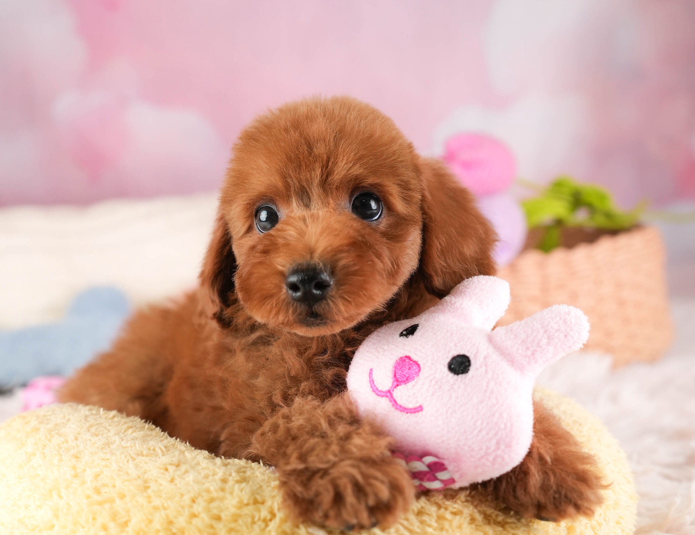 トイ・プードル | 男の子 | レッド | 2025年12月30日