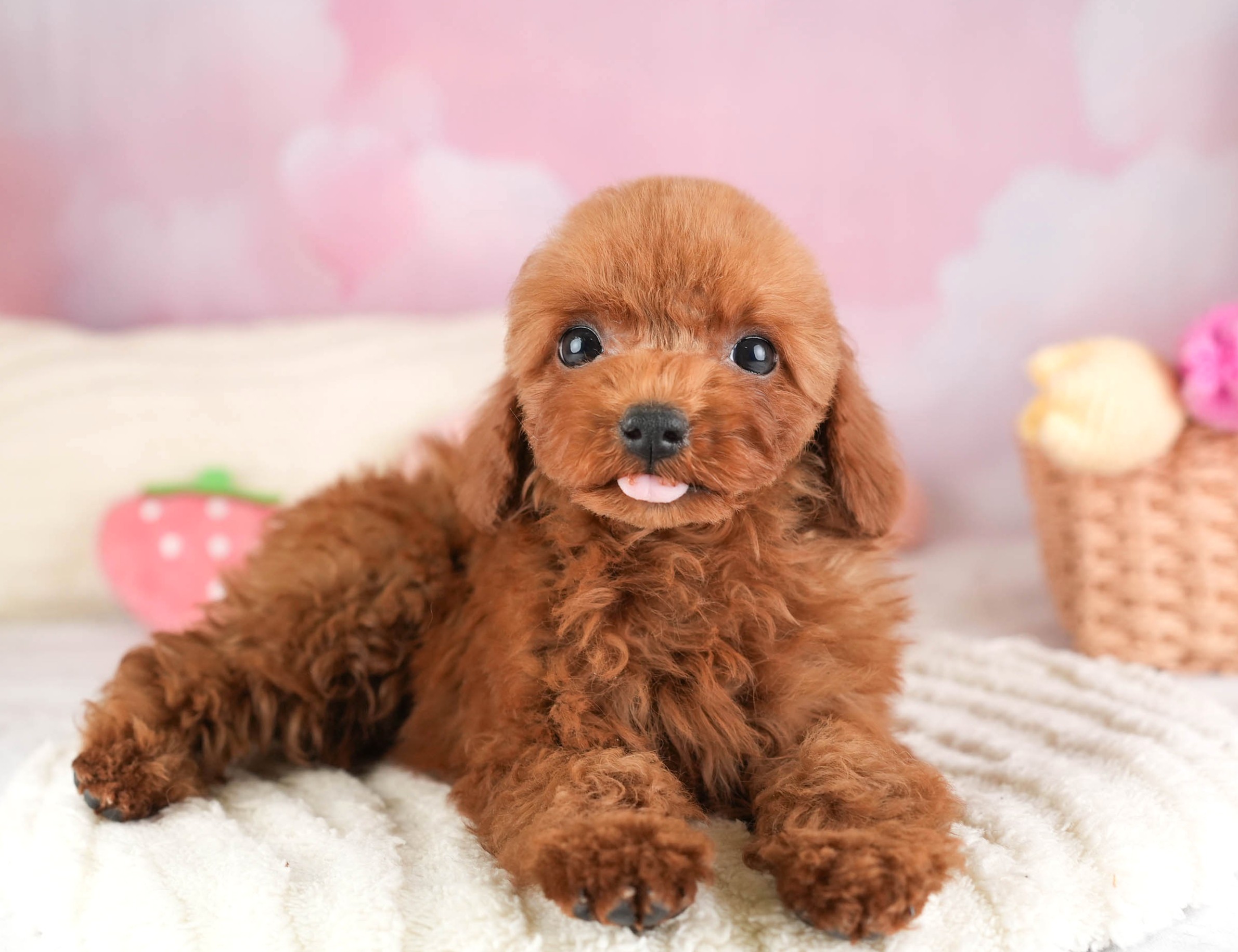 トイ・プードル | 男の子 | レッド | 2025年12月30日